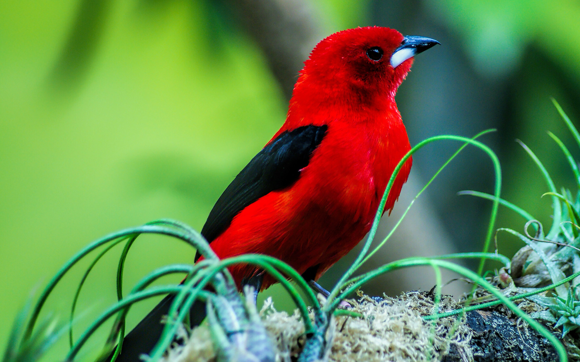 Brazilian tanager, Birds Wallpaper, 1920x1200 HD Desktop