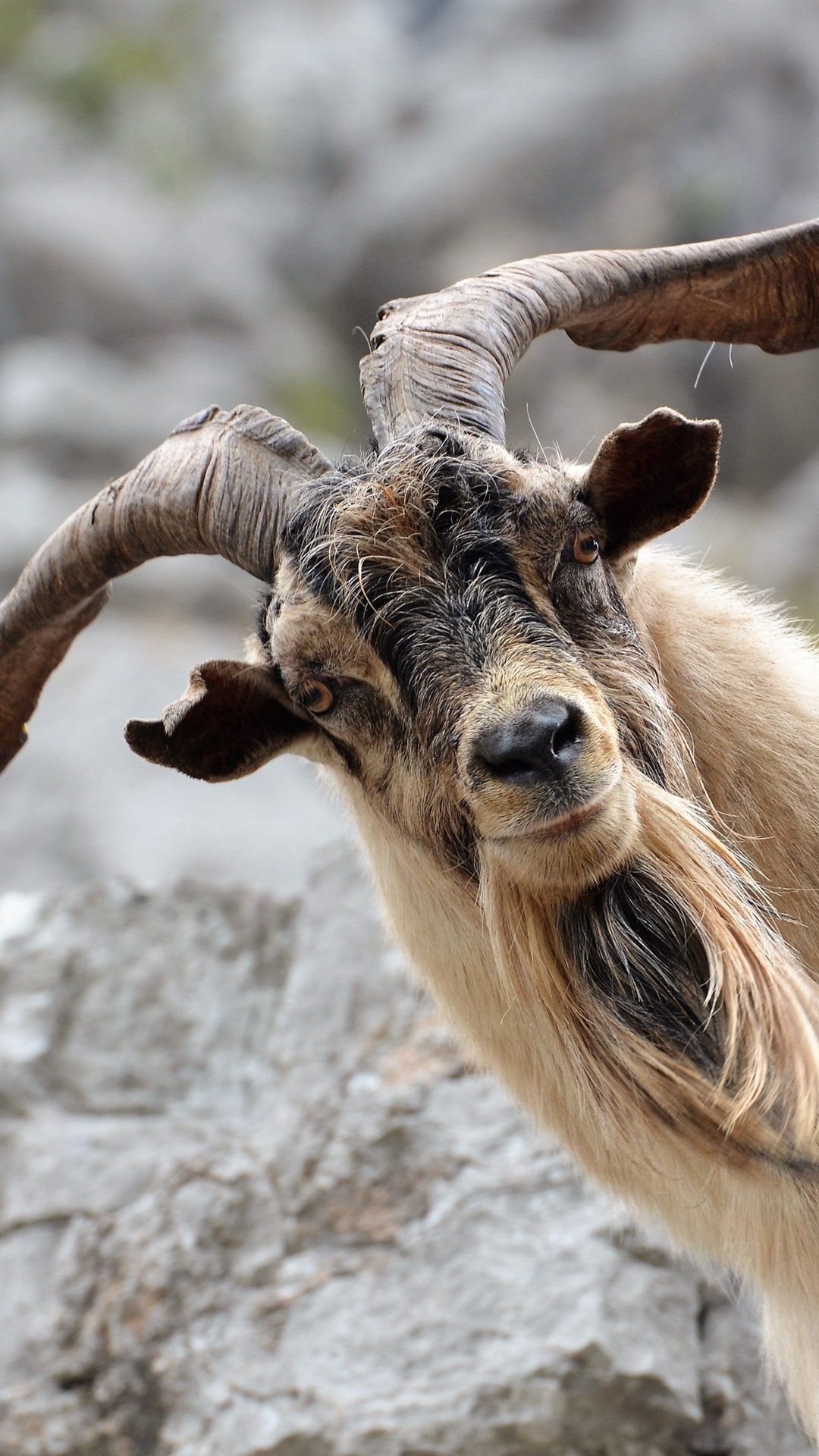 Goat phone wallpapers, Mobile-friendly goat backgrounds, Handy goat pictures, On-the-go goat photography, 1080x1920 Full HD Phone