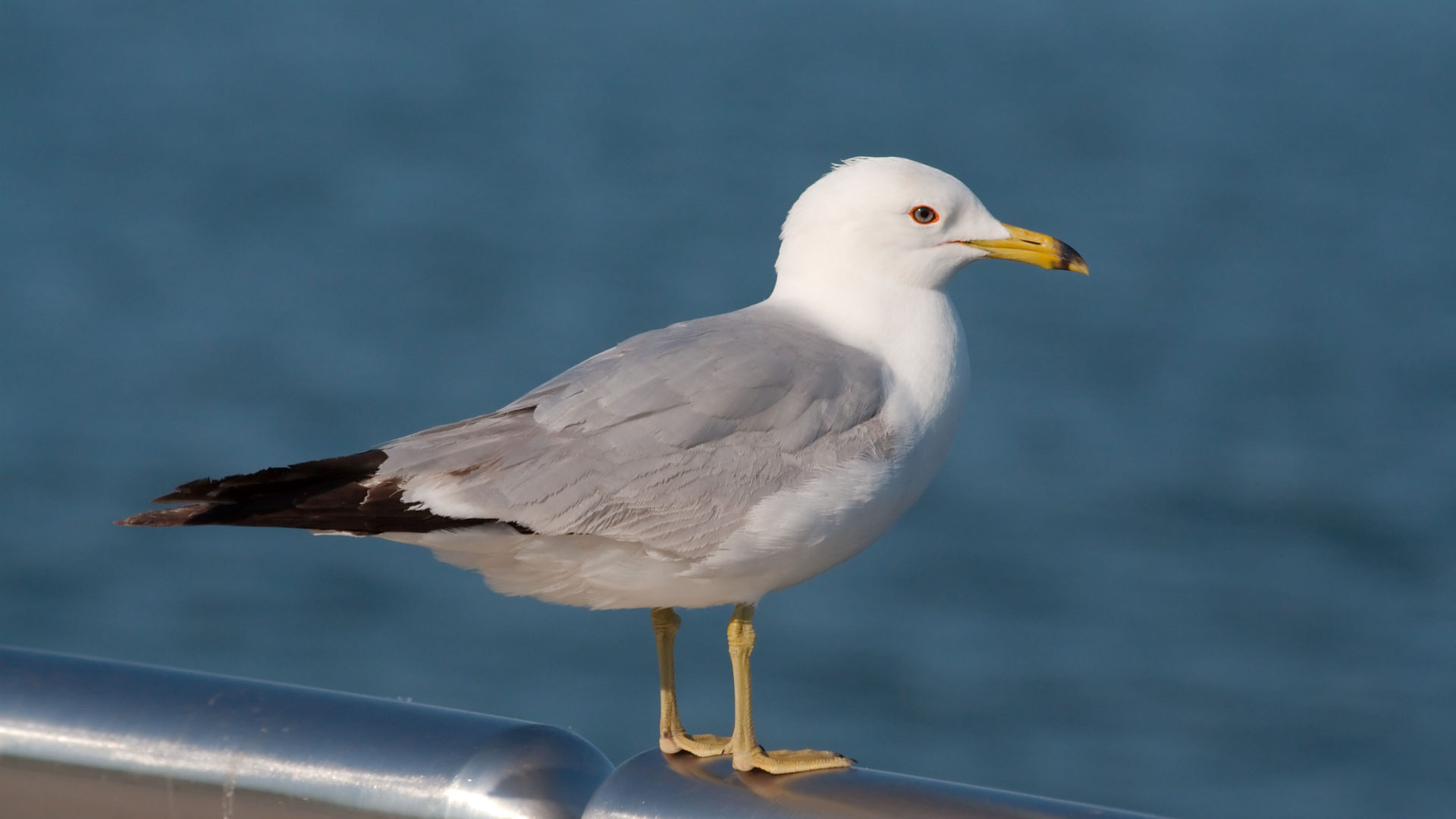 Seagull, Desktop, Widescreen, Resolution, 1920x1080 Full HD Desktop