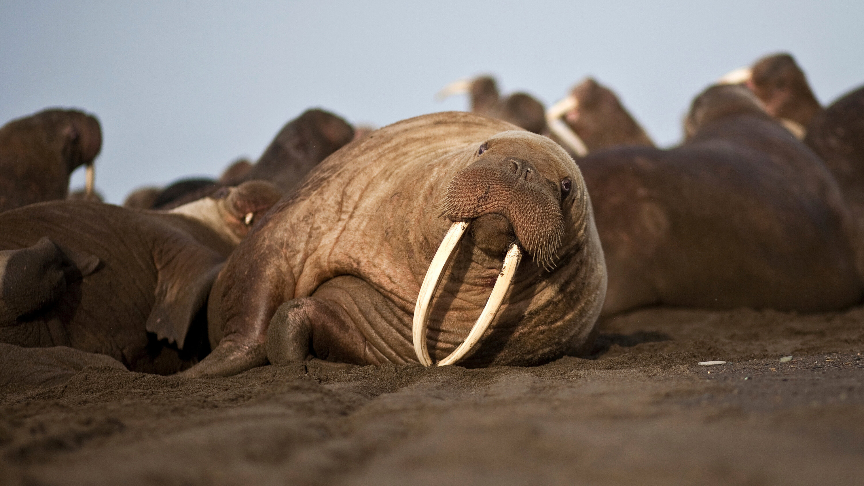 Elephants, Walruses, Tusk origins, The New York Times, 3000x1690 HD Desktop