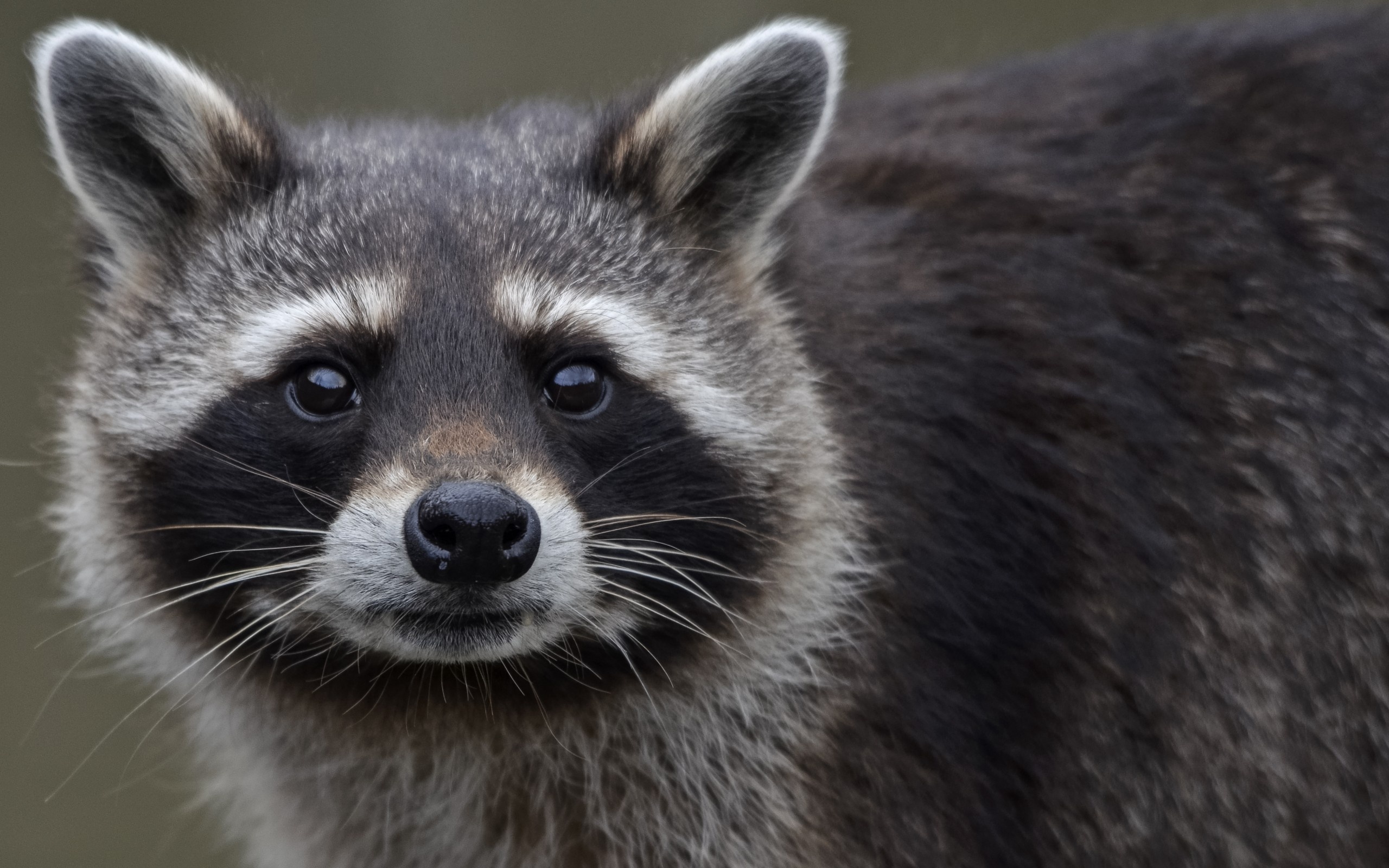 Sharp gaze, Close-up shot, Piercing eyes, Adorable critter, 2560x1600 HD Desktop