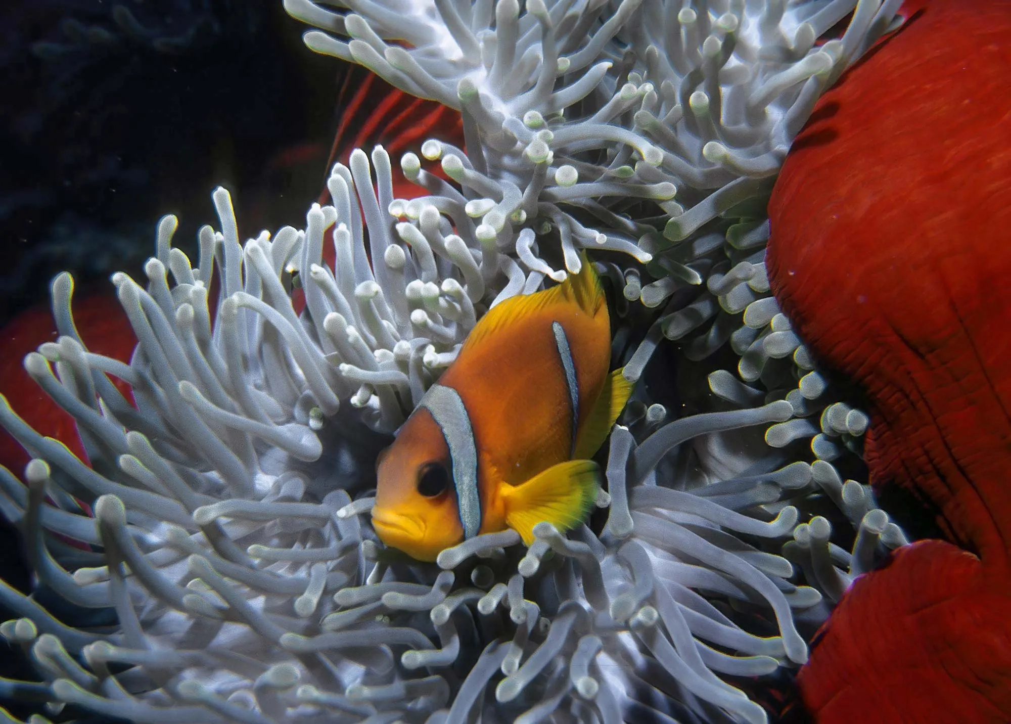 Clownfish, Common, Britannica, 2000x1440 HD Desktop