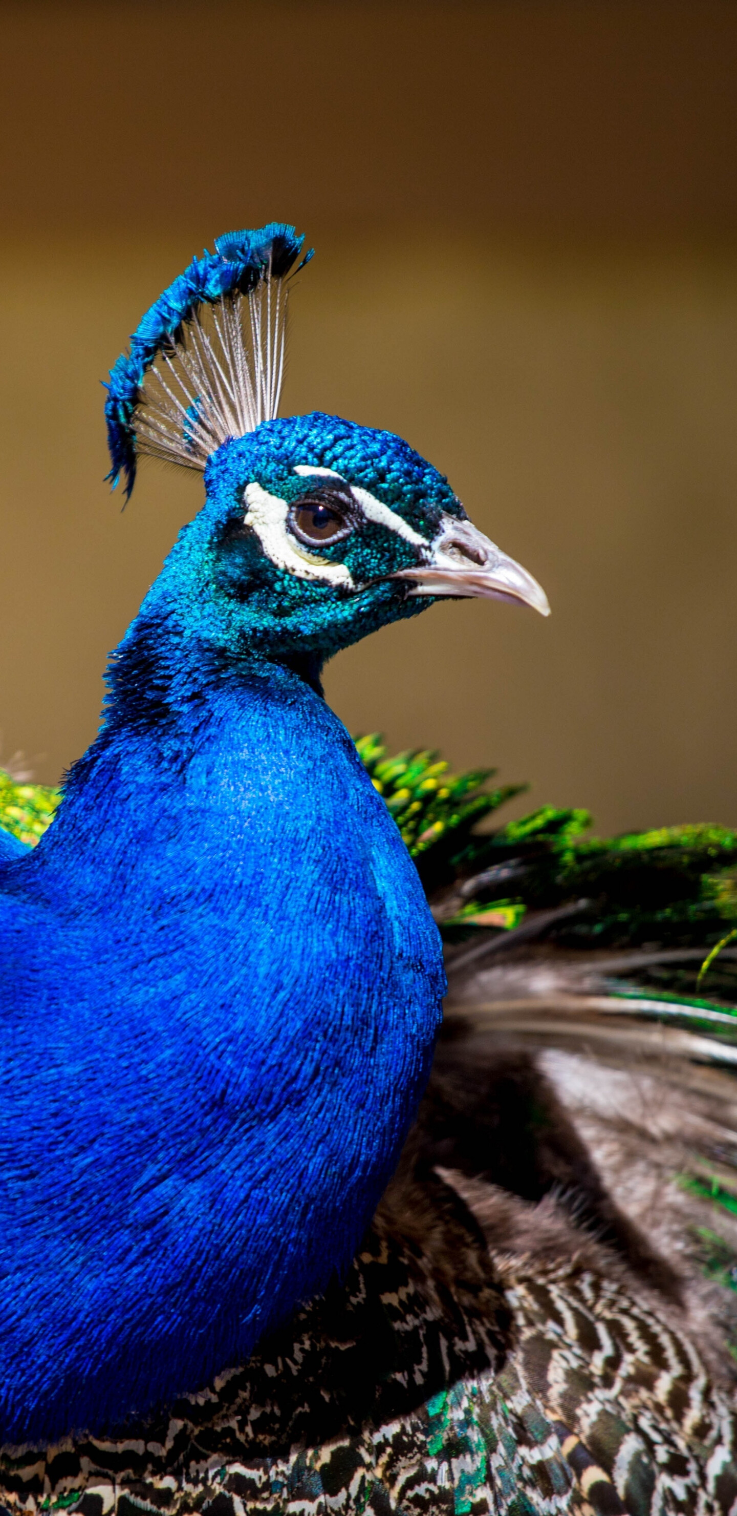 Colorful bird, Plumage wallpaper, Samsung Galaxy S8, HD image, 1440x2960 HD Phone