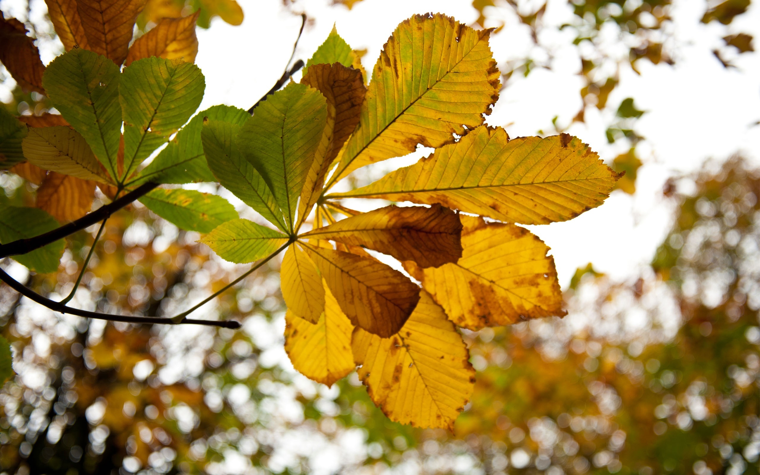 Chestnut tree, Vondelpark Amsterdam, Seasons wallpapers, Free download, 2560x1600 HD Desktop