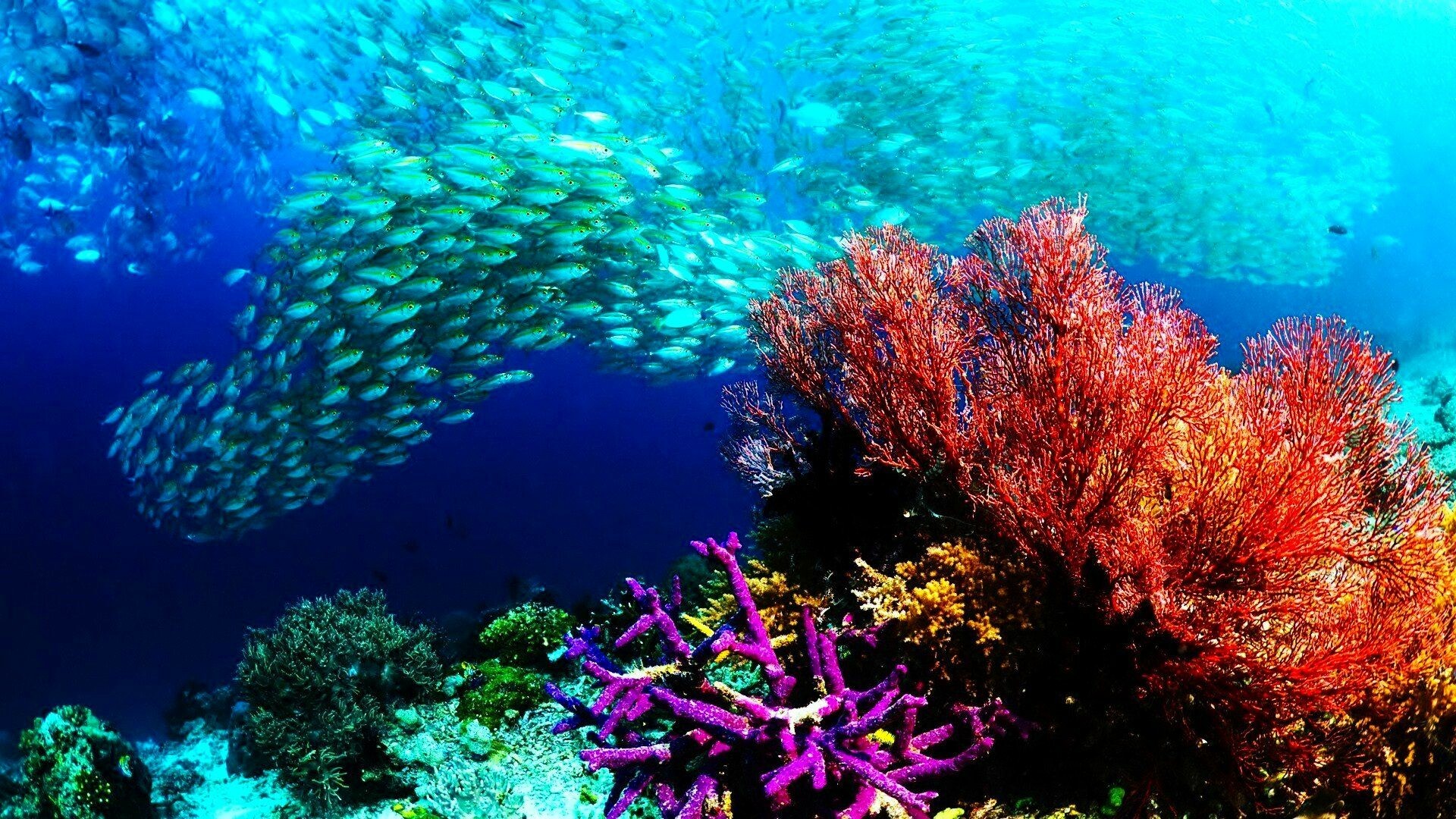 Underwater ocean, Top free wallpapers, Nature, Backgrounds, 1920x1080 Full HD Desktop