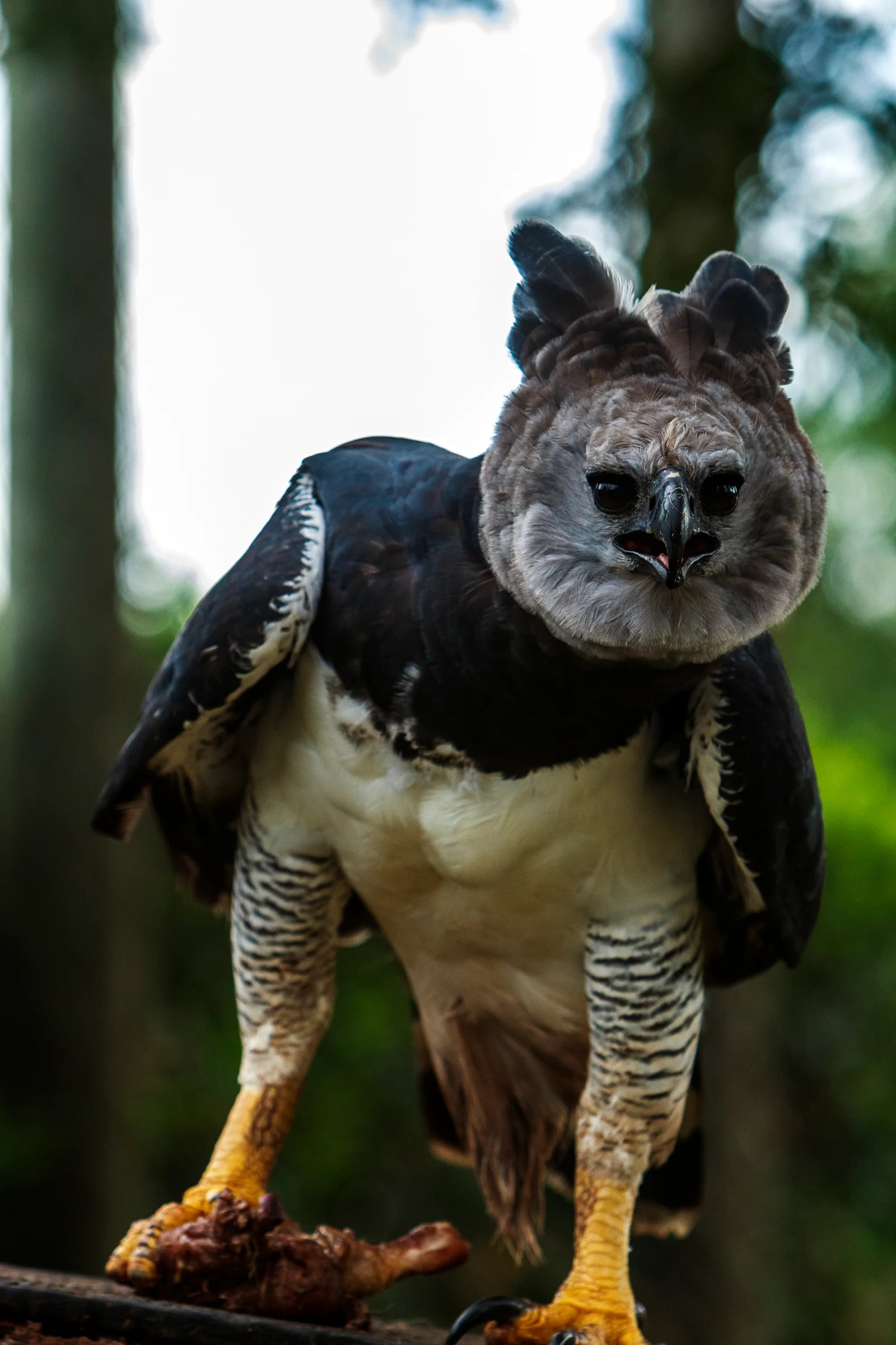 Harpy Eagle, Human-like size, Fierce hunter, Tropical guardian, 1600x2400 HD Phone