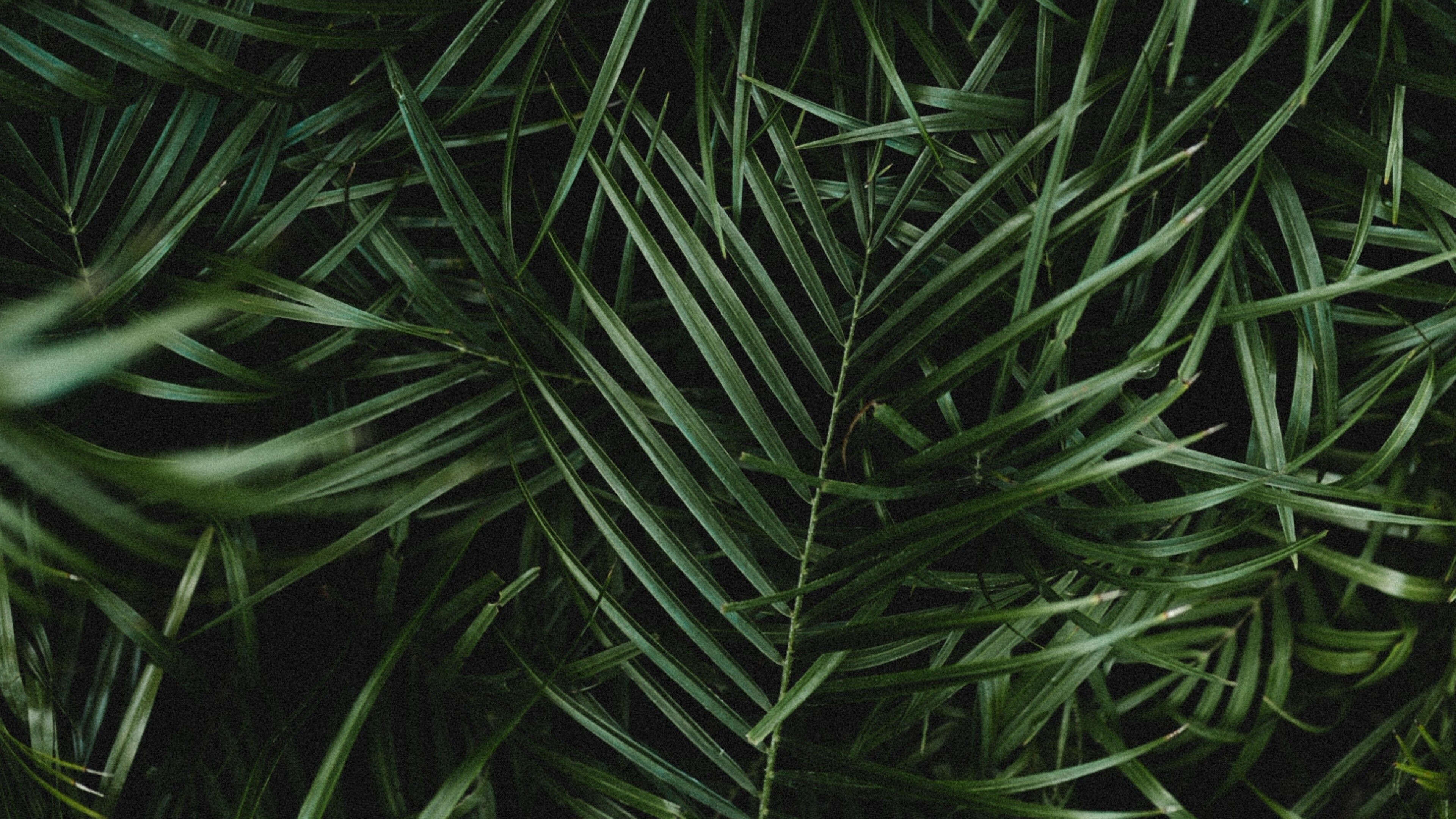 Palm, Leaves Wallpaper, 3840x2160 4K Desktop