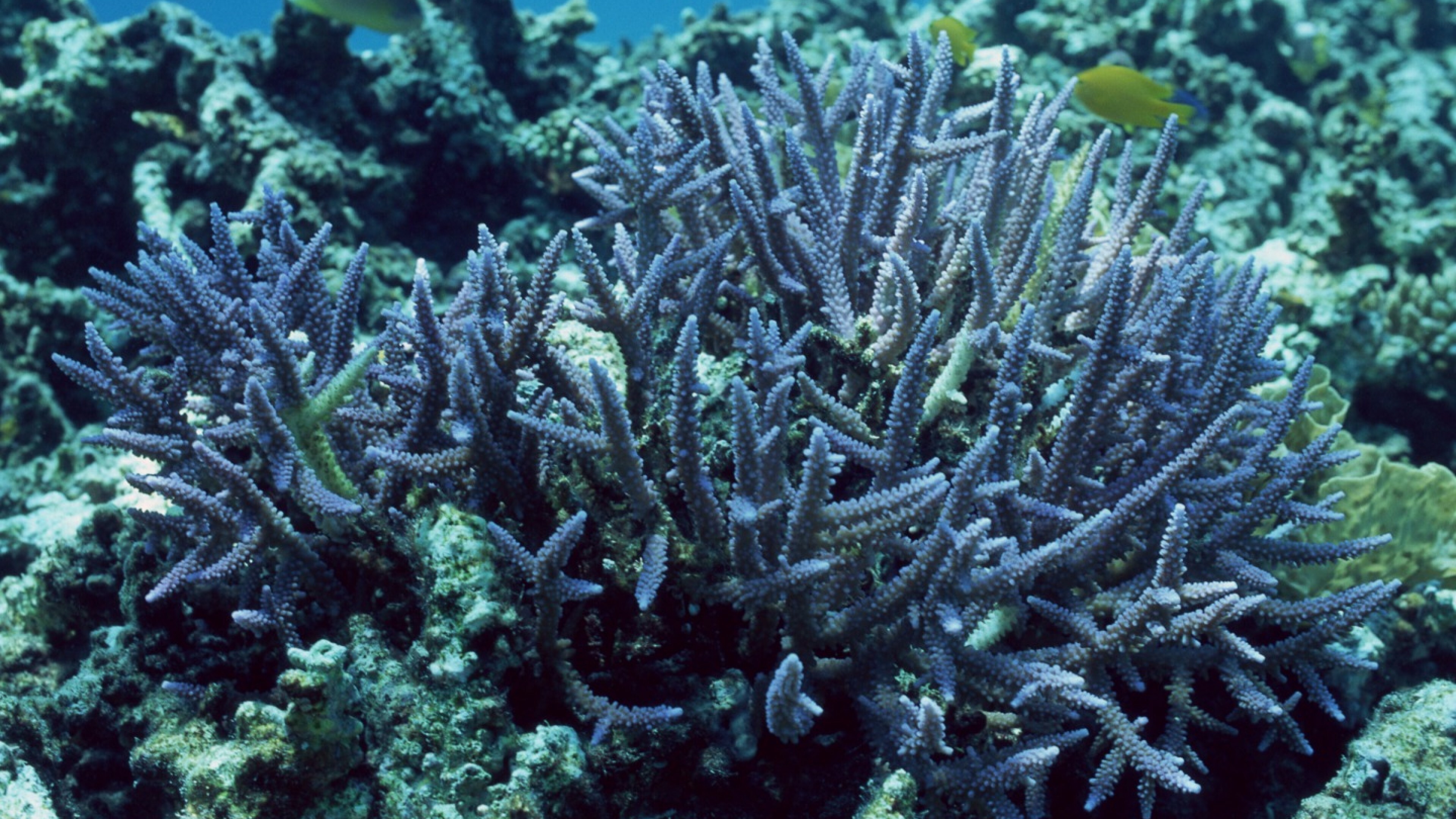 Coral reef HD wallpaper, 4K Ultra HD, Wallpaper, Net, 3840x2160 4K Desktop