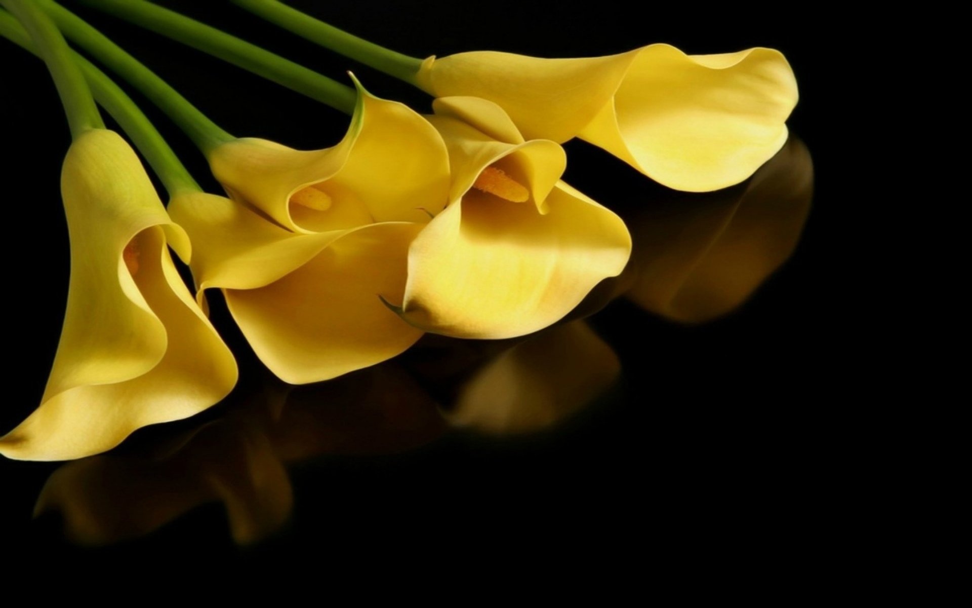 Calla Lily, HD wallpaper, Blossoming elegance, Natural beauty, 1920x1200 HD Desktop