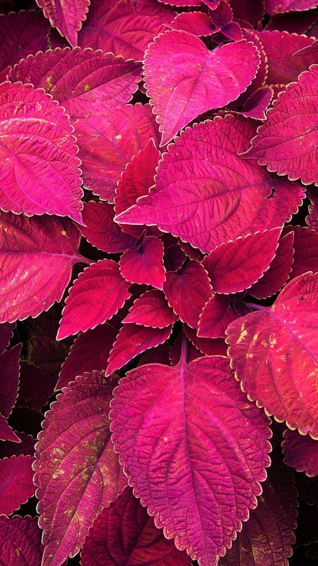 Leaf wallpaper scenery, Aesthetic charm, 1080x1920 Full HD Phone