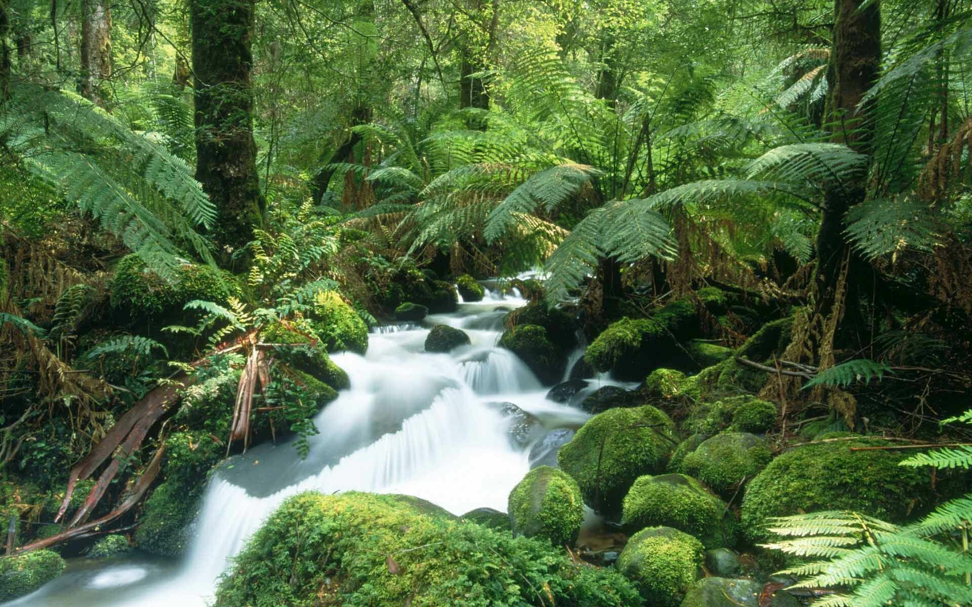 Nature's beauty, Rainforest pictures, Waterfall scenery, Captivating landscapes, 1920x1200 HD Desktop