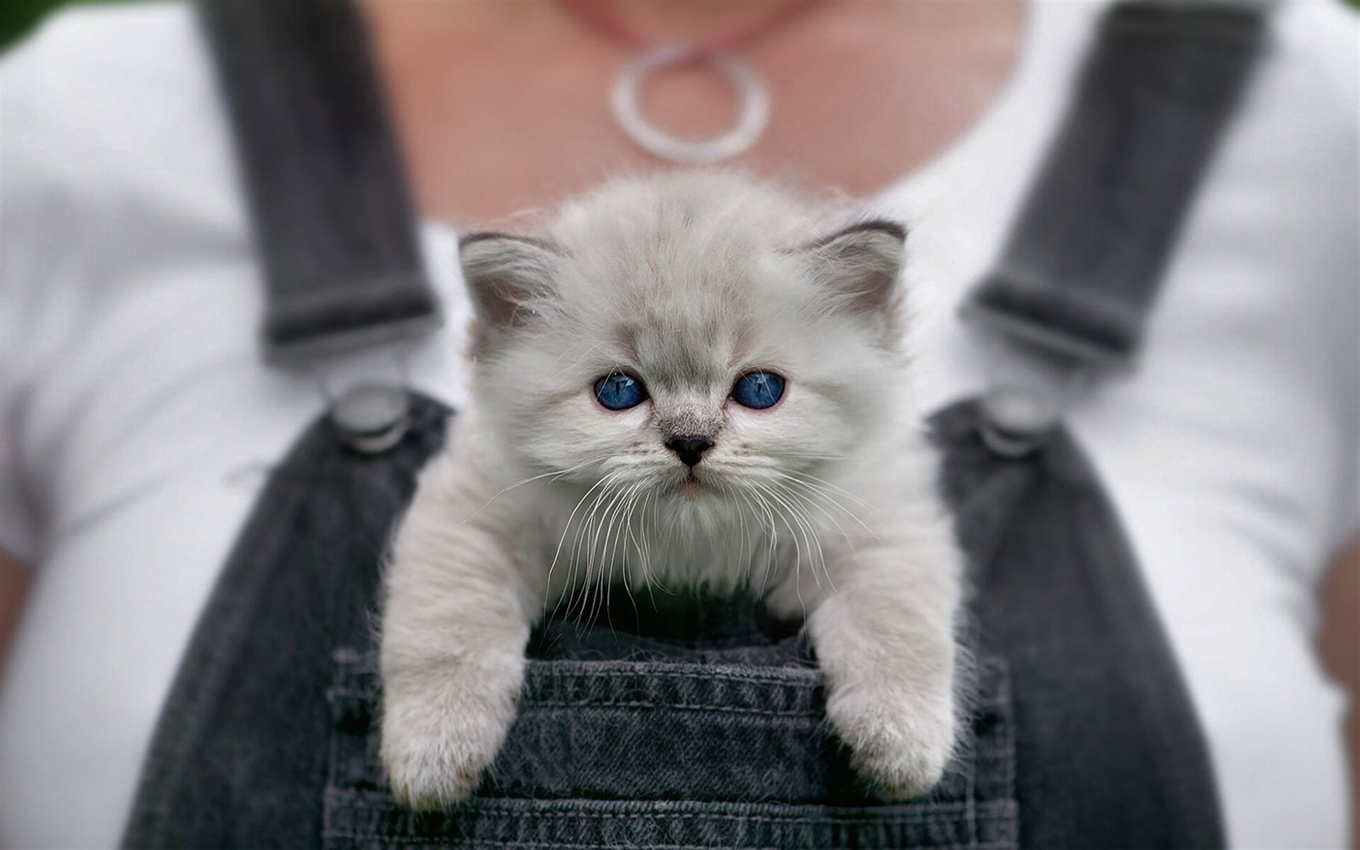Ragdoll kitten in pocket, Cute and cuddly, Gray cat with blue eyes, High-quality images, 1920x1200 HD Desktop