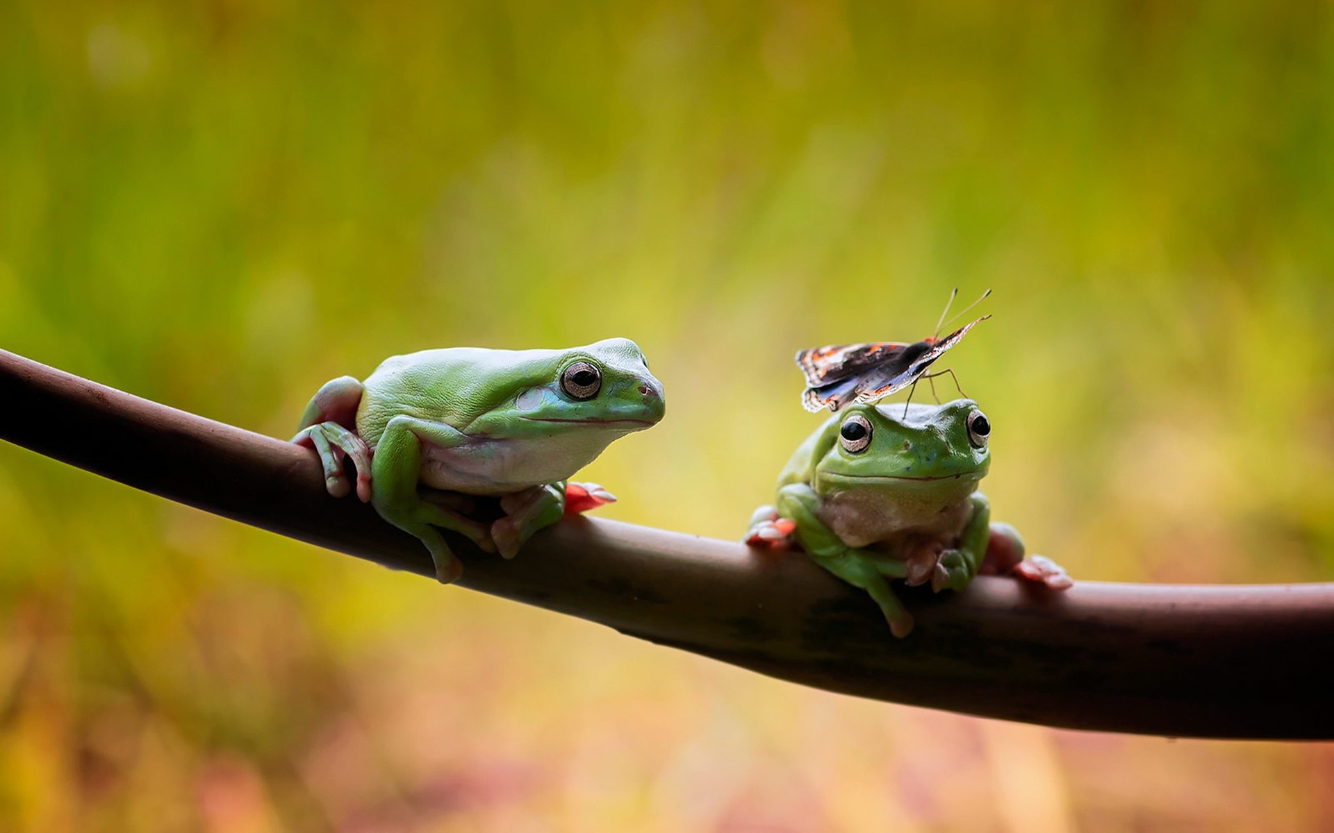 Animals, Nature's wonders, Wildlife photography, Desktop and mobile backgrounds, 1920x1200 HD Desktop
