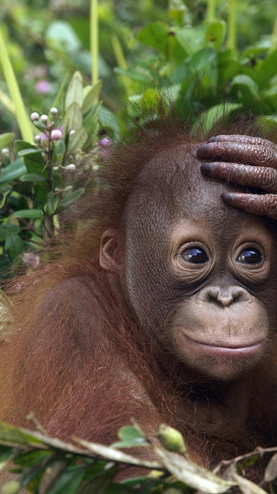 Orangutan, iPhone wallpapers, Top free backgrounds, Mobile beauty, 1080x1920 Full HD Phone