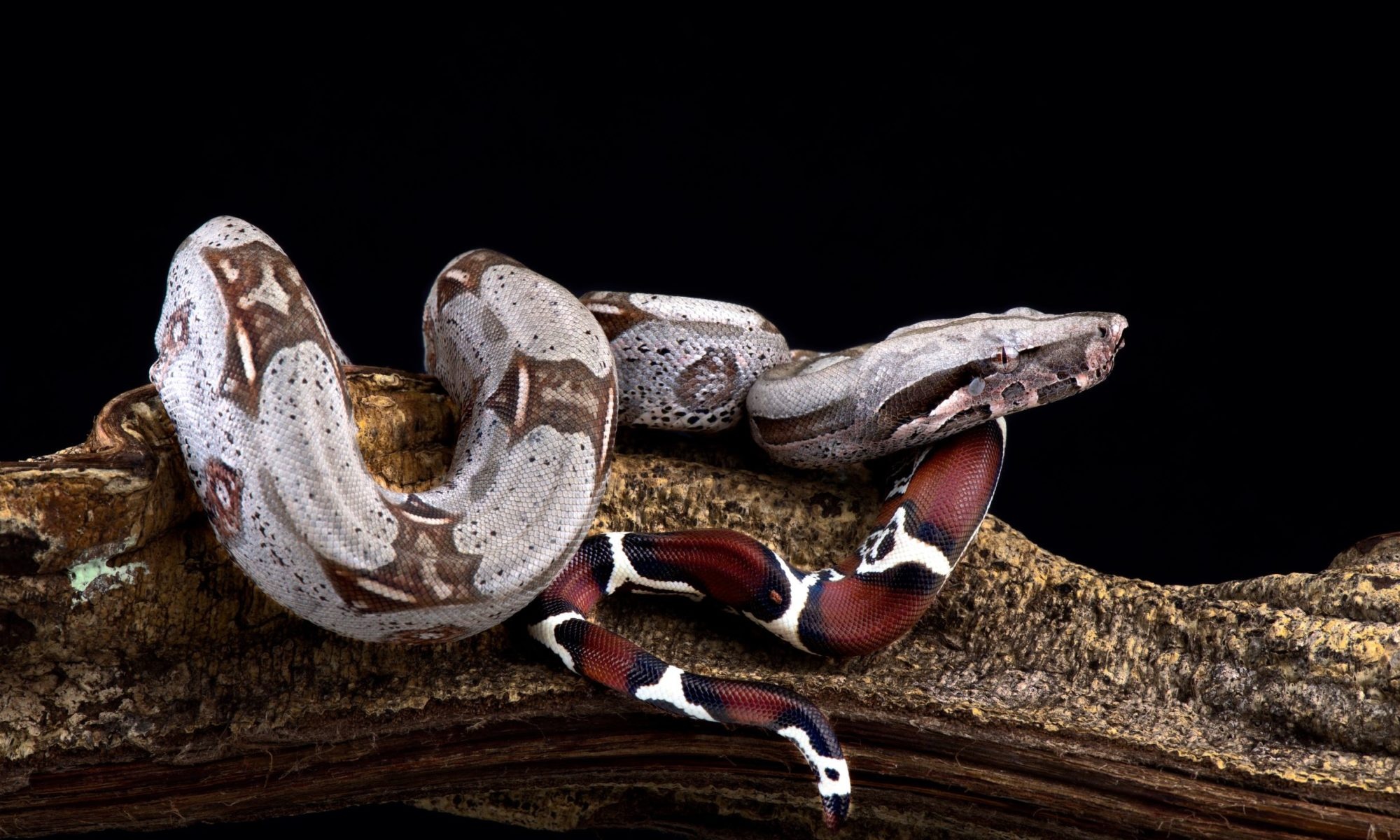 Boa Constrictor Care, Ball Python Breeder, Expert Guide, UK Beast, 2000x1200 HD Desktop