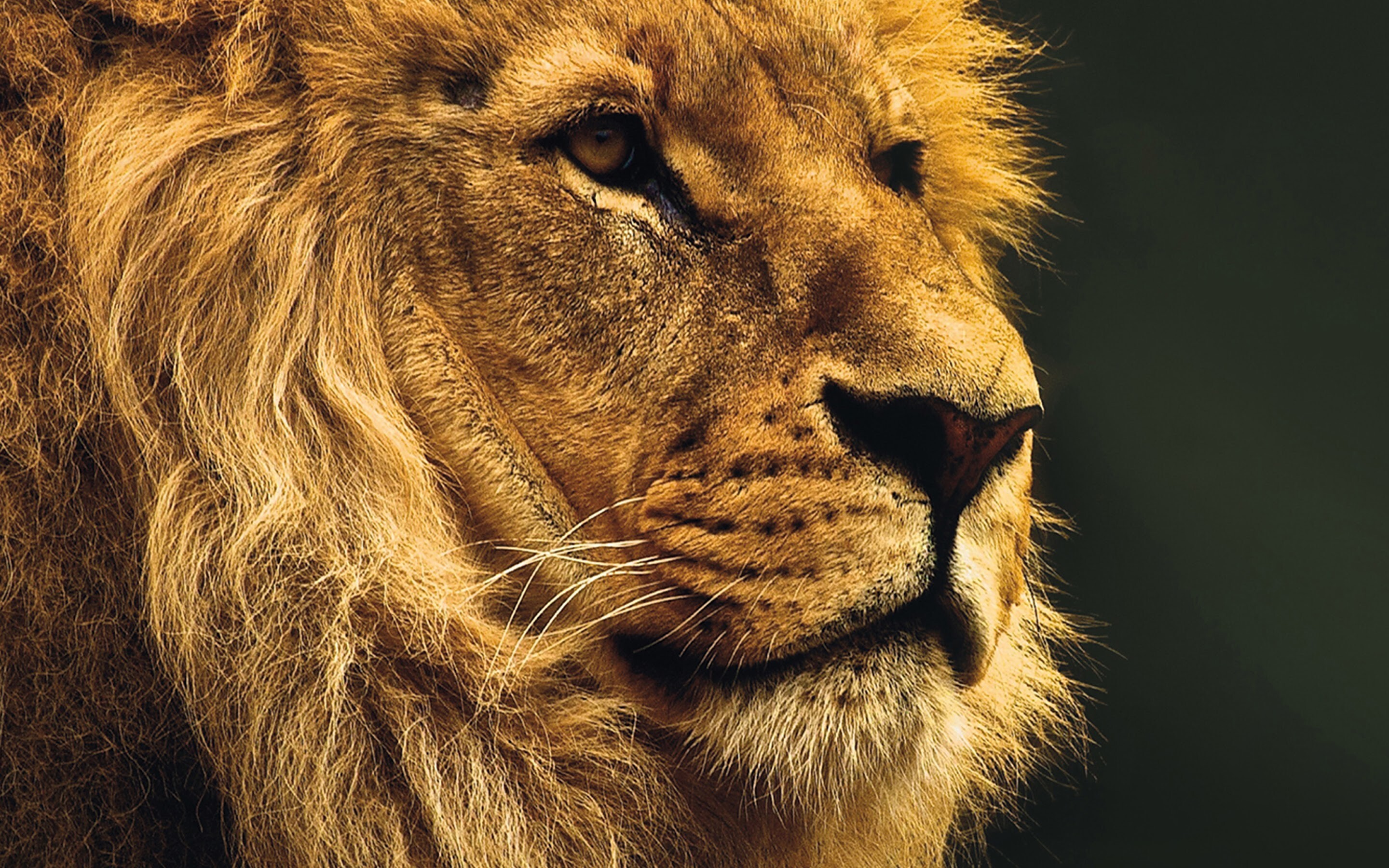 Lion in 4K, High-resolution visuals, Immersive experience, Wildlife photography, 2880x1800 HD Desktop