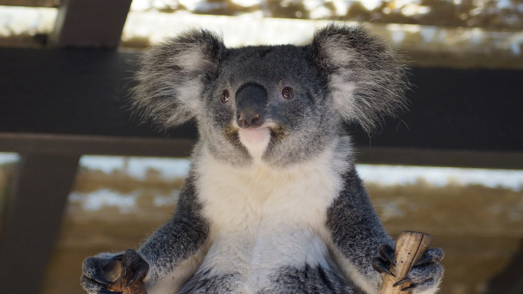 Koala backgrounds, Nature's shining stars, Koala wonderland, Digital delights, 2050x1160 HD Desktop
