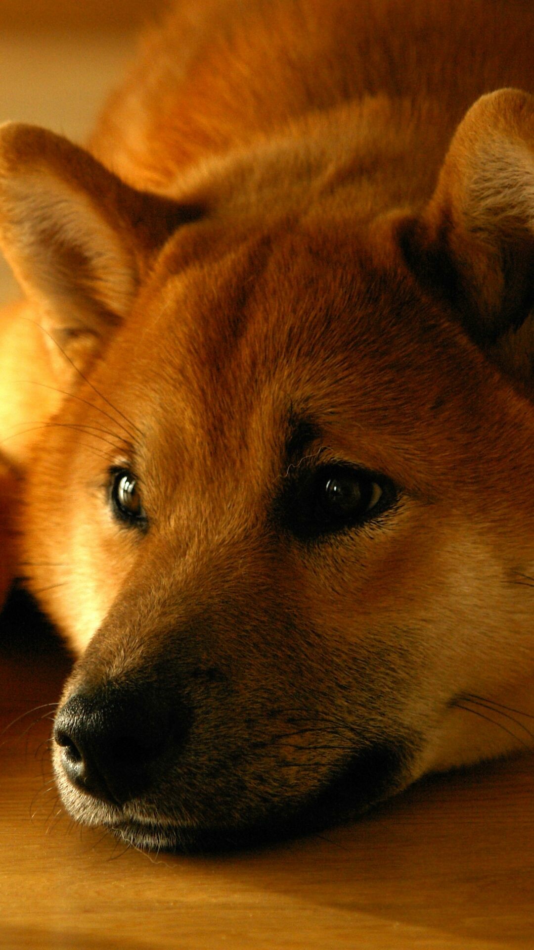 Shiba Inu, Shiba Inu puppies, 1080x1920 Full HD Phone