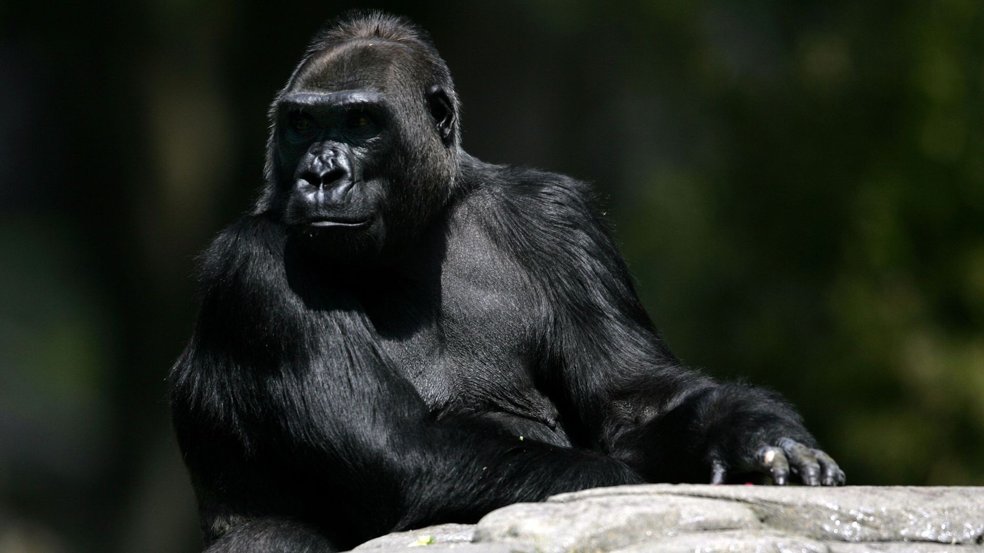 Gorilla beauty, Captivating creature, Wildlife admiration, Animal kingdom, 1920x1080 Full HD Desktop