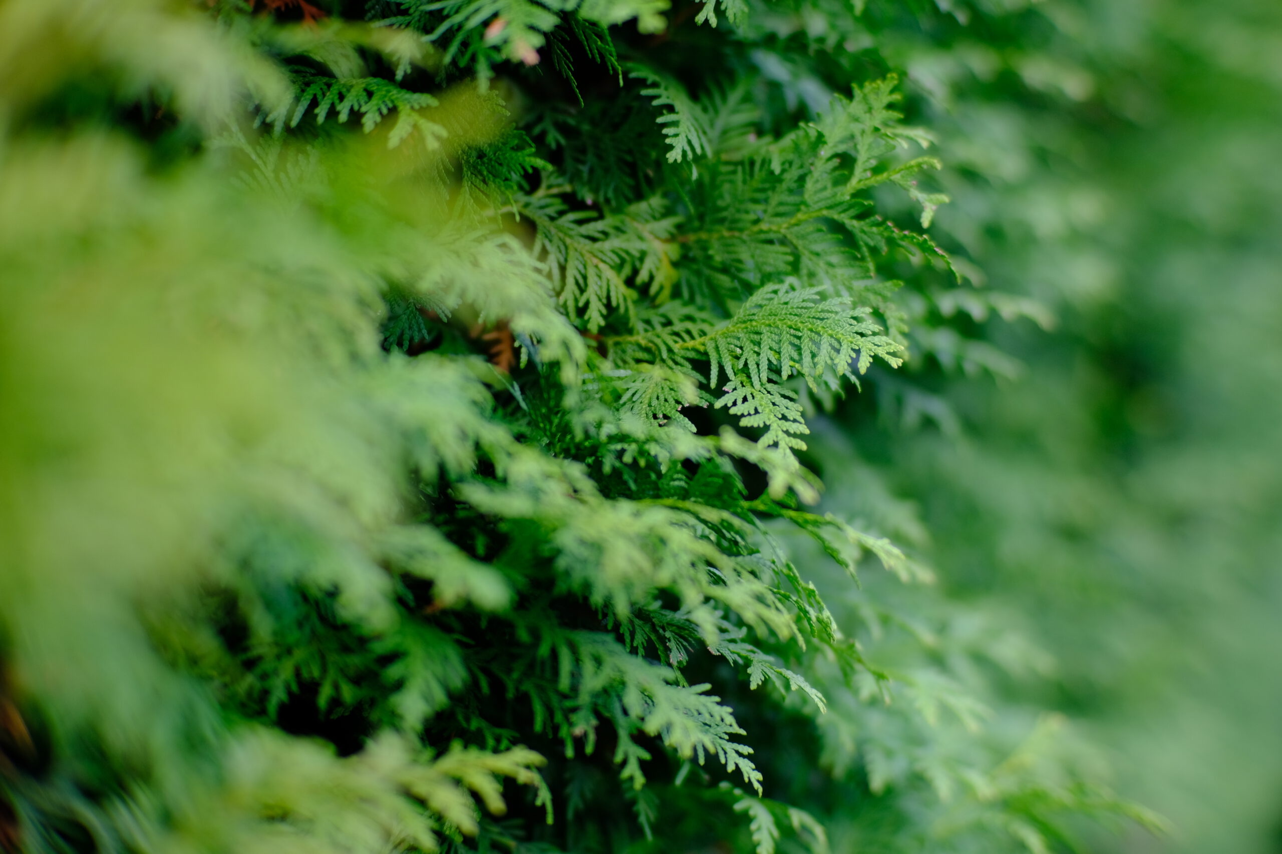 50mm Maltes photography, Artistic capture, Unique perspective, Visual storytelling, 2560x1710 HD Desktop