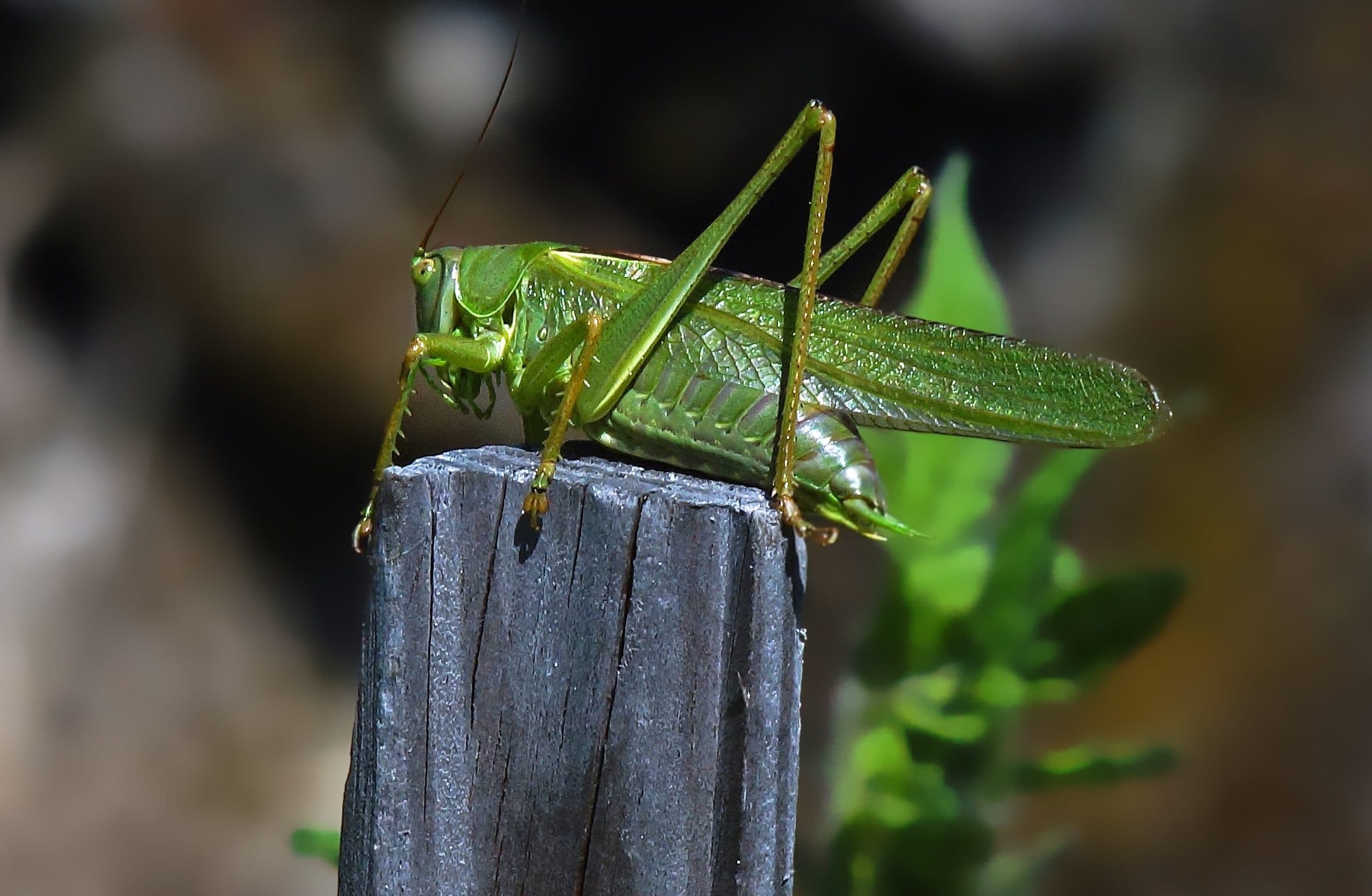 Grasshopper, Nature, Wildlife, Insect, 2310x1510 HD Desktop