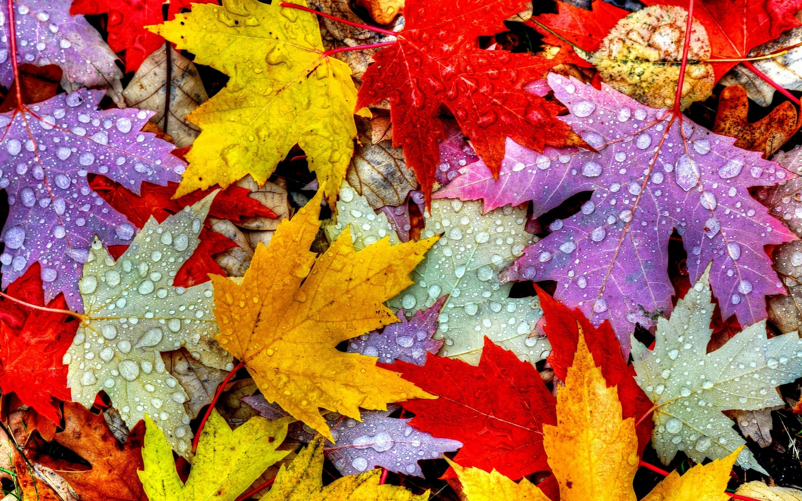 Leaves in autumn, Vibrant colors, Seasonal beauty, Nature's transformation, 2560x1600 HD Desktop