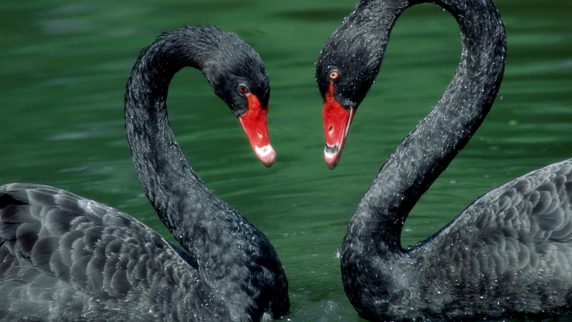 Black Swan, HD wallpaper, Background image, Bird, 1920x1080 Full HD Desktop