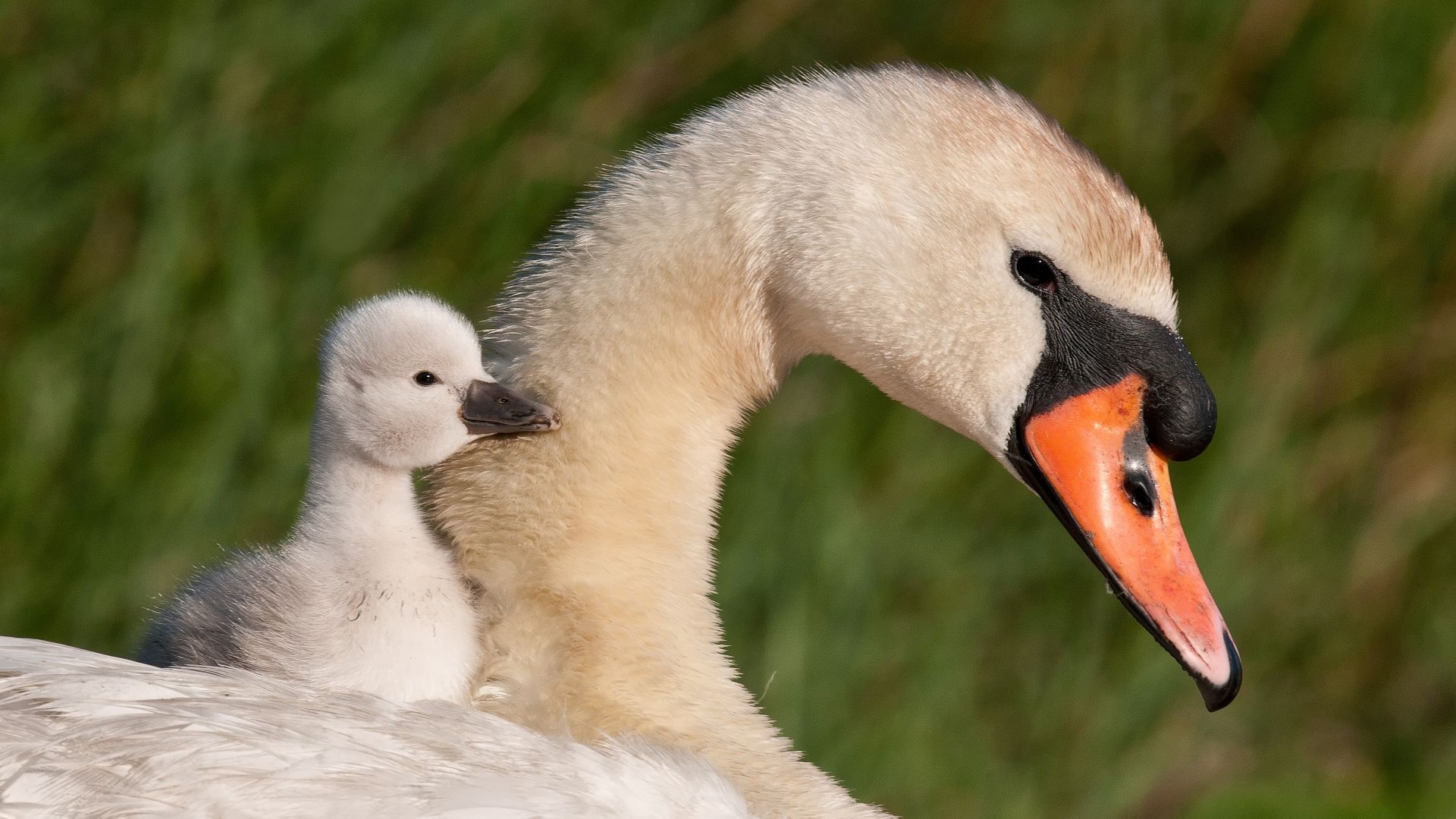 Desktop wallpaper swan, Baby swan birds, Hd image picture, Swan baby swan, 1920x1080 Full HD Desktop