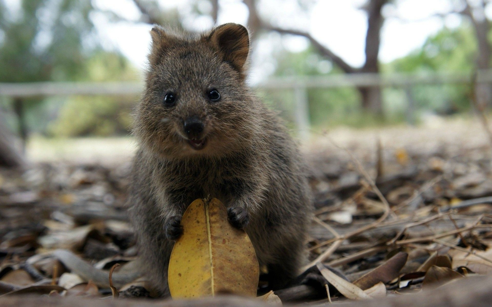Baby, Quokka Wallpaper, 1920x1200 HD Desktop