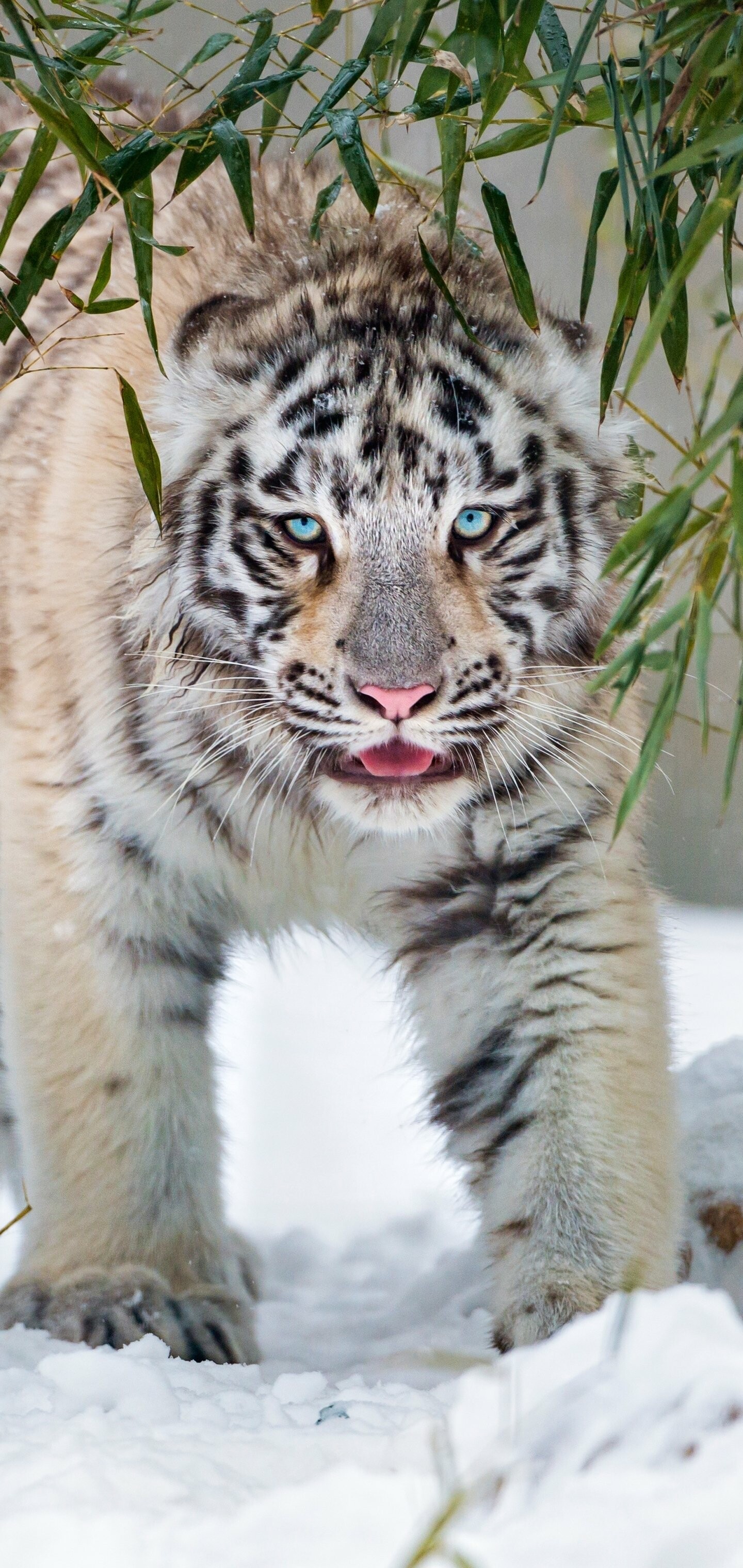Tiger 2022, Holiday, Animal, White, 1440x3040 HD Phone