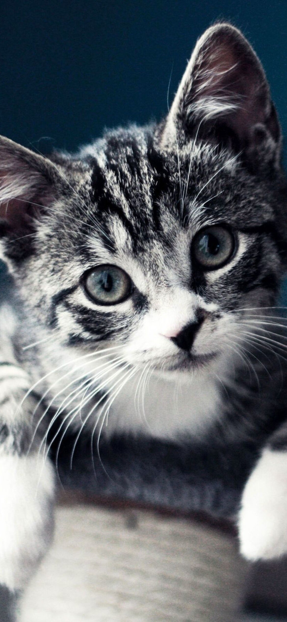 Domestic kitten, iPhone 12 Pro, 1170x2540 HD Phone