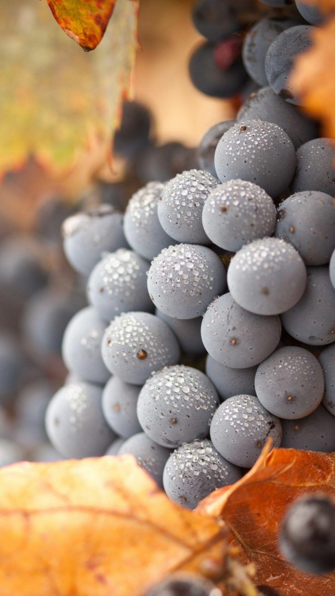 Autumn grapes, Rich and succulent, Seasonal delight, Wine country vibes, 1080x1920 Full HD Phone