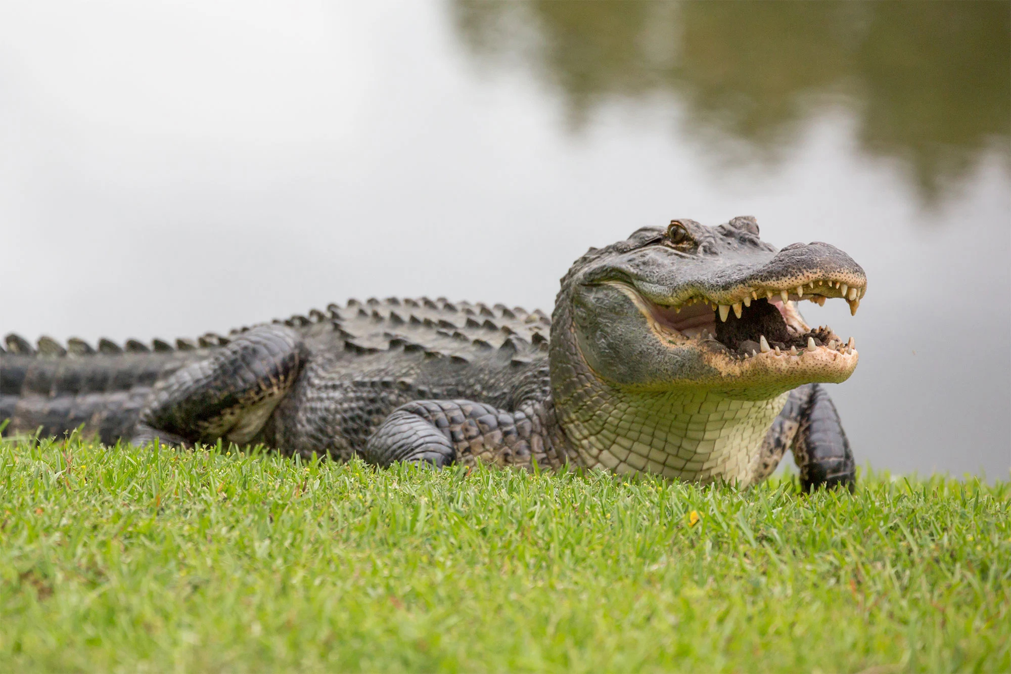 Giant reptile, Florida discovery, Unusual encounter, Newsworthy event, 2000x1340 HD Desktop