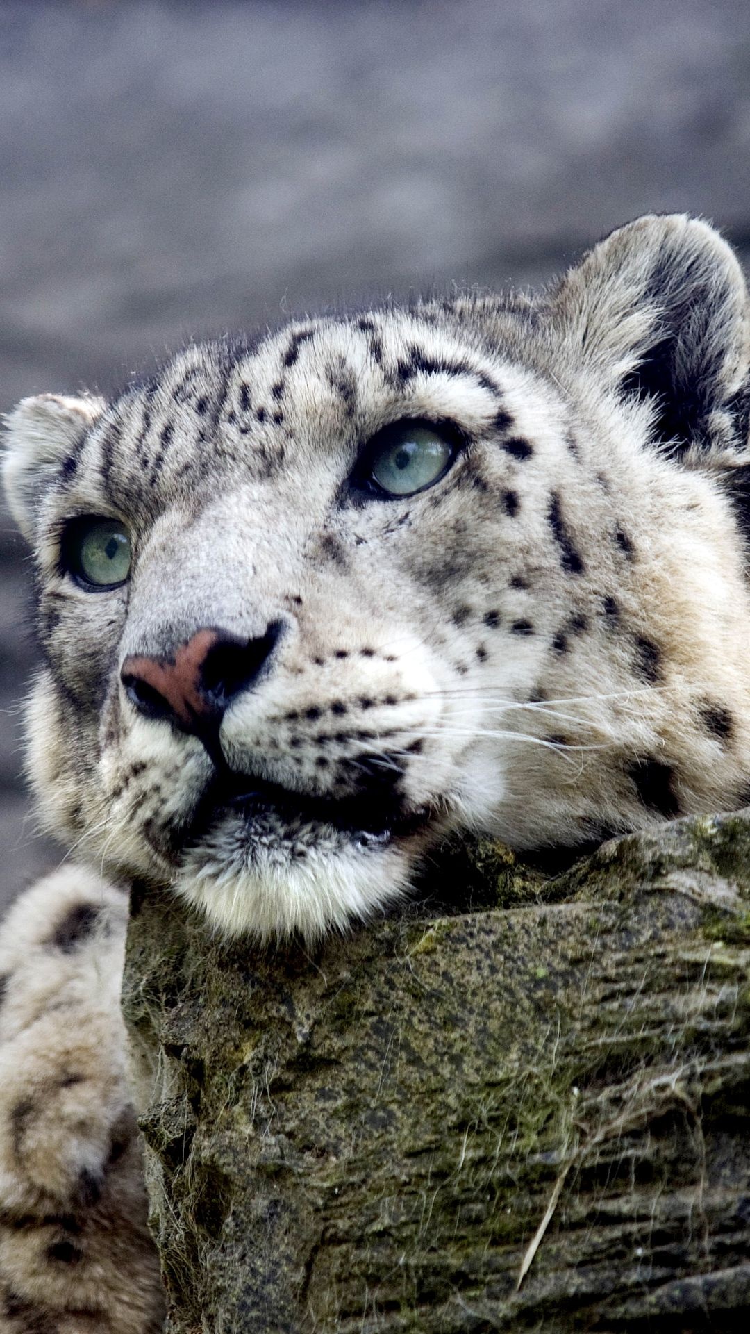 Snow leopard iPhone 6, Snow leopard backgrounds, Snow leopard, 1080x1920 Full HD Phone