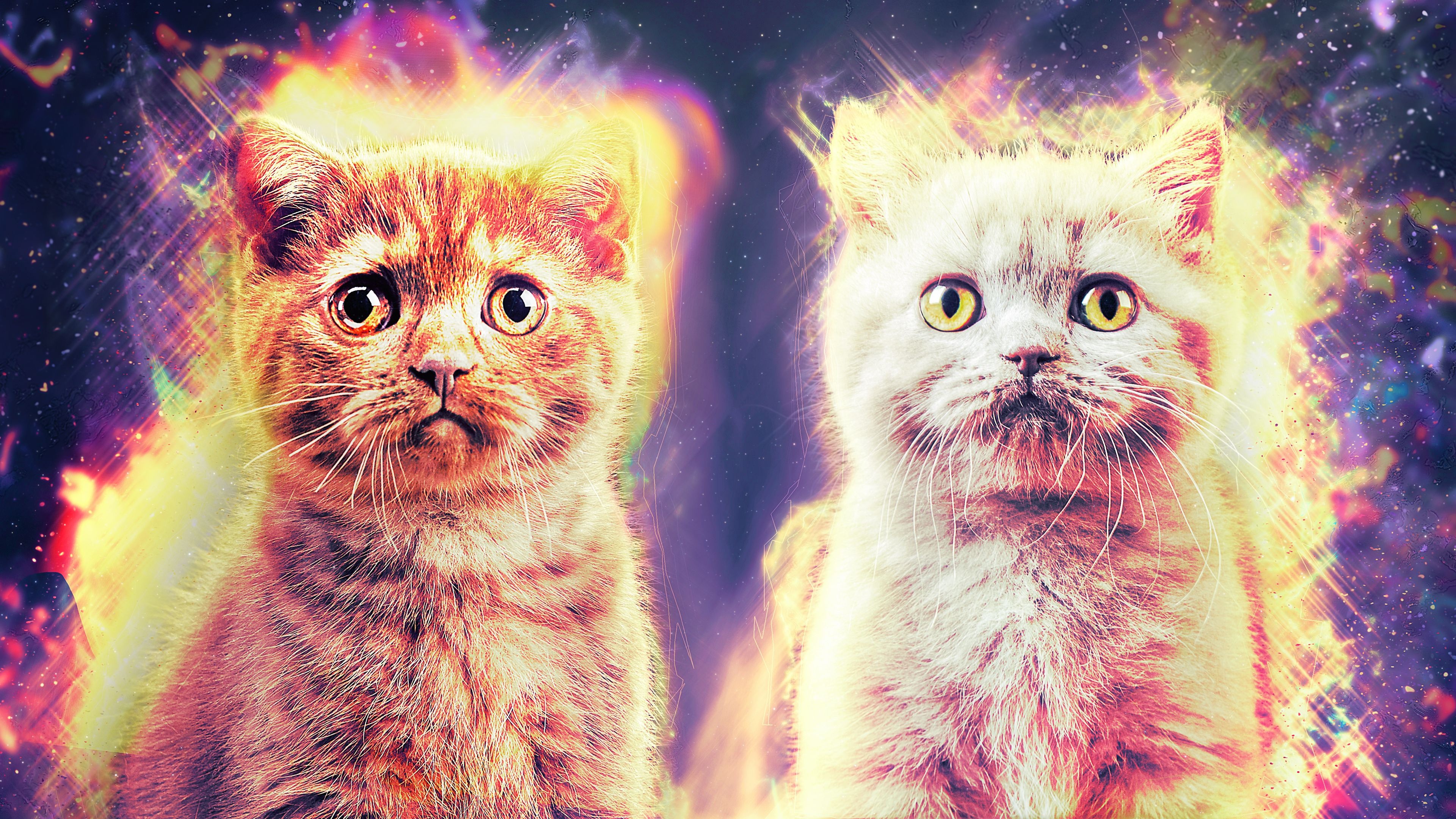 Siblings, Galaxy Cat Wallpaper, 3840x2160 4K Desktop