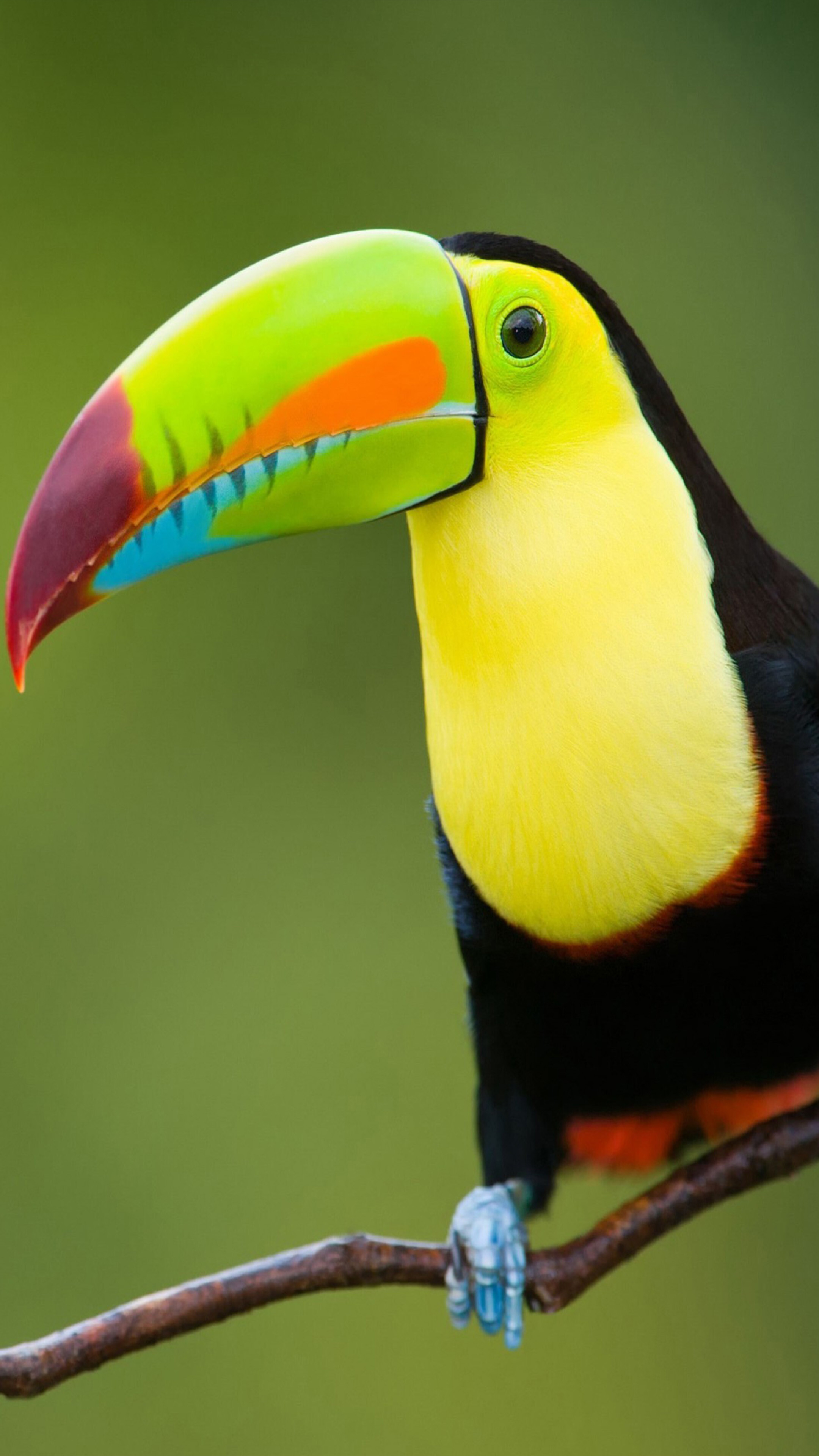 Toucan, Birds Wallpaper, 2160x3840 4K Phone
