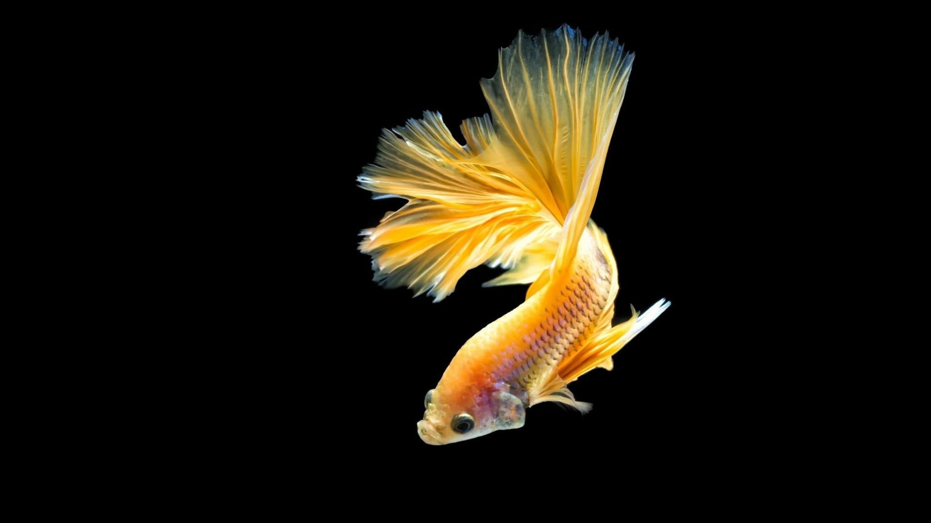 Goldfish, High-definition wallpapers, Posted by Michelle Thompson, Aquatic beauty, 1920x1080 Full HD Desktop