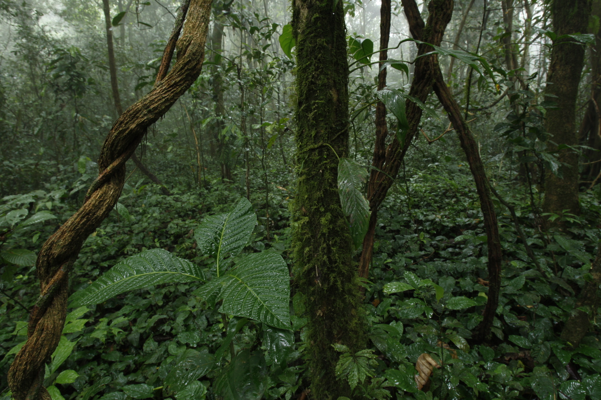 Equatorial Guinea, United States Department, Travels, Country, 1940x1290 HD Desktop