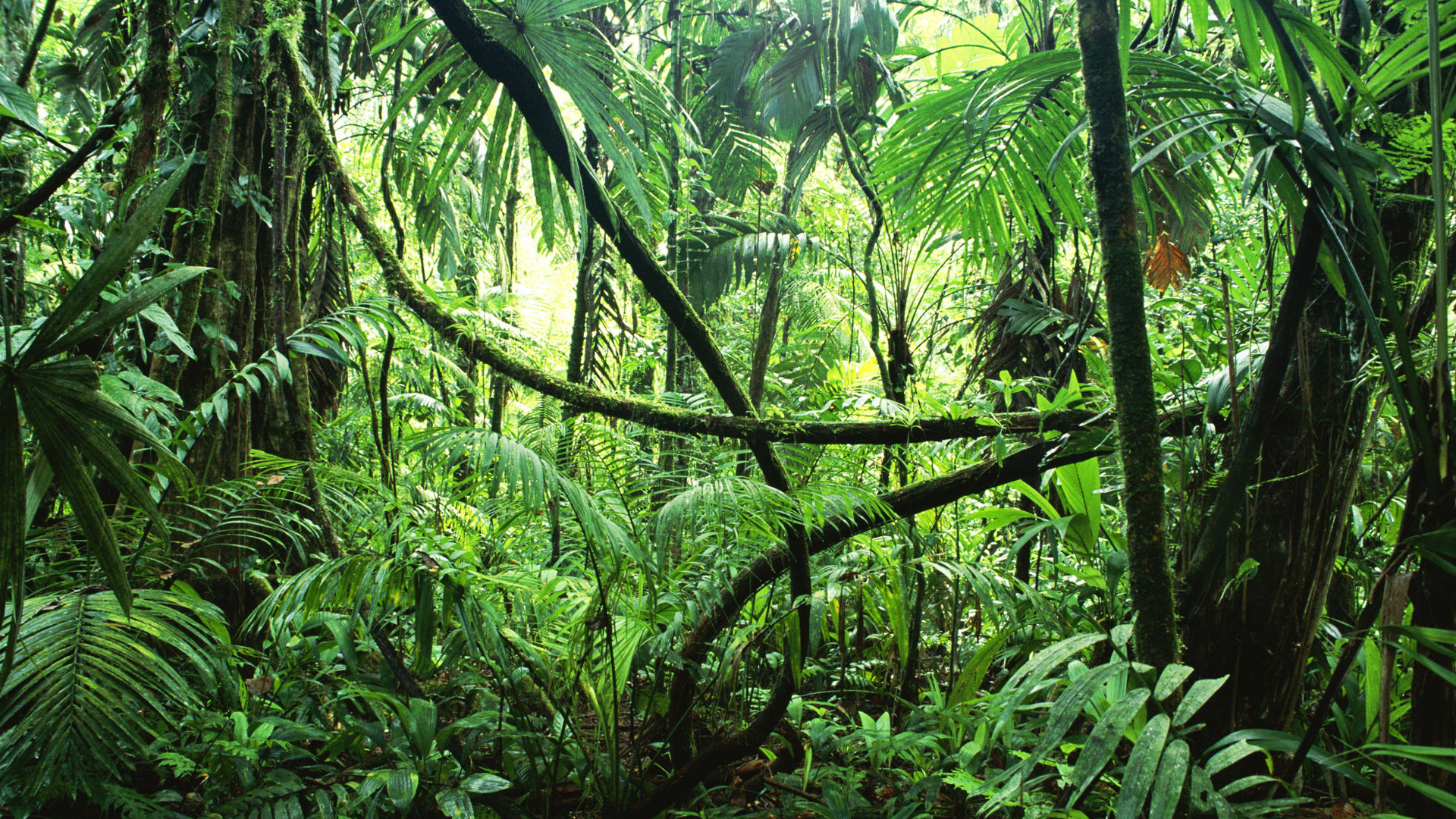 Gabon Travels, Carbon sequestration economy, Environmental pioneers, Sustainable future, 1920x1080 Full HD Desktop