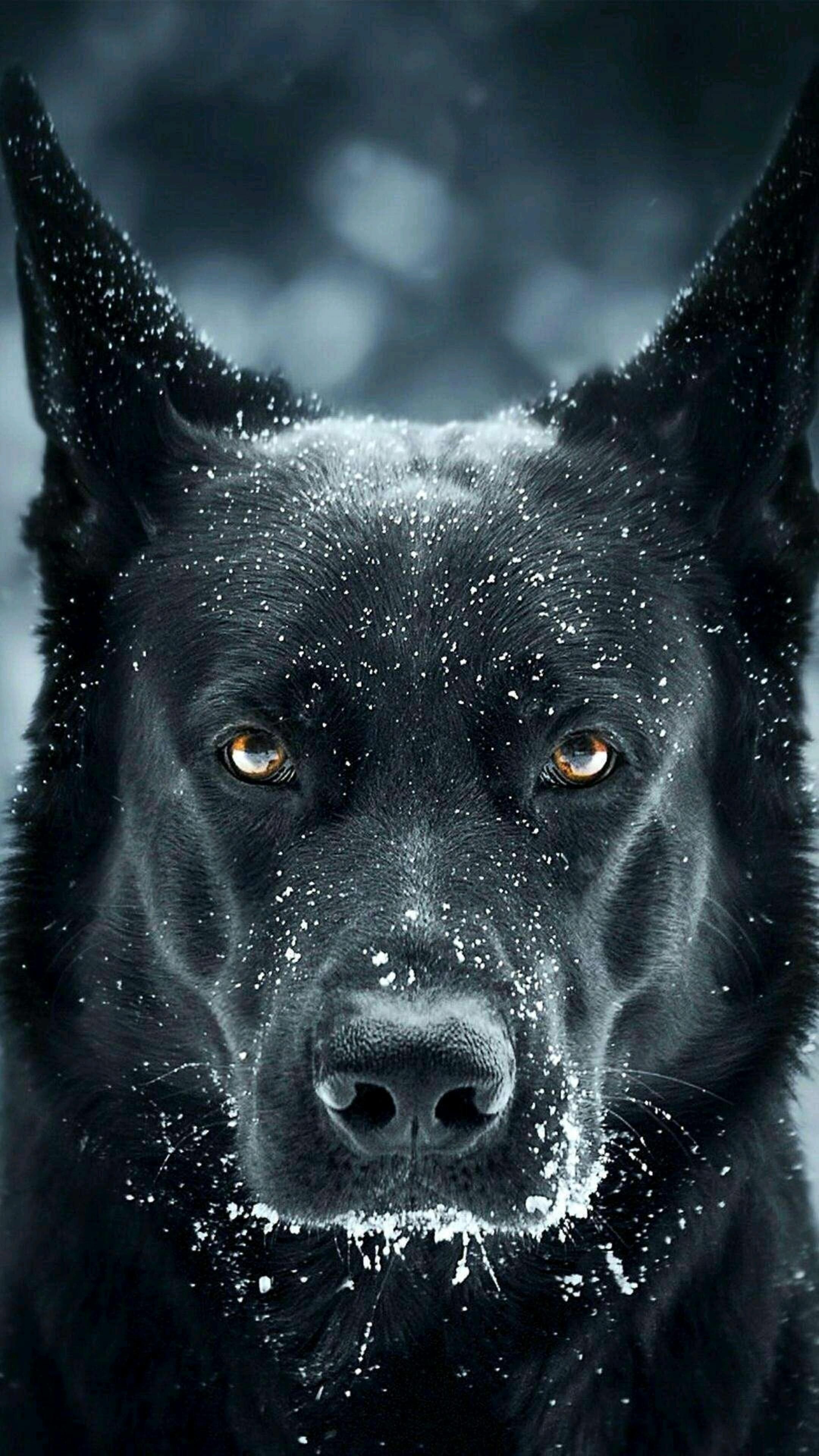 German Shepherd, Amoled animals, Pins, Expert, 2160x3840 4K Phone