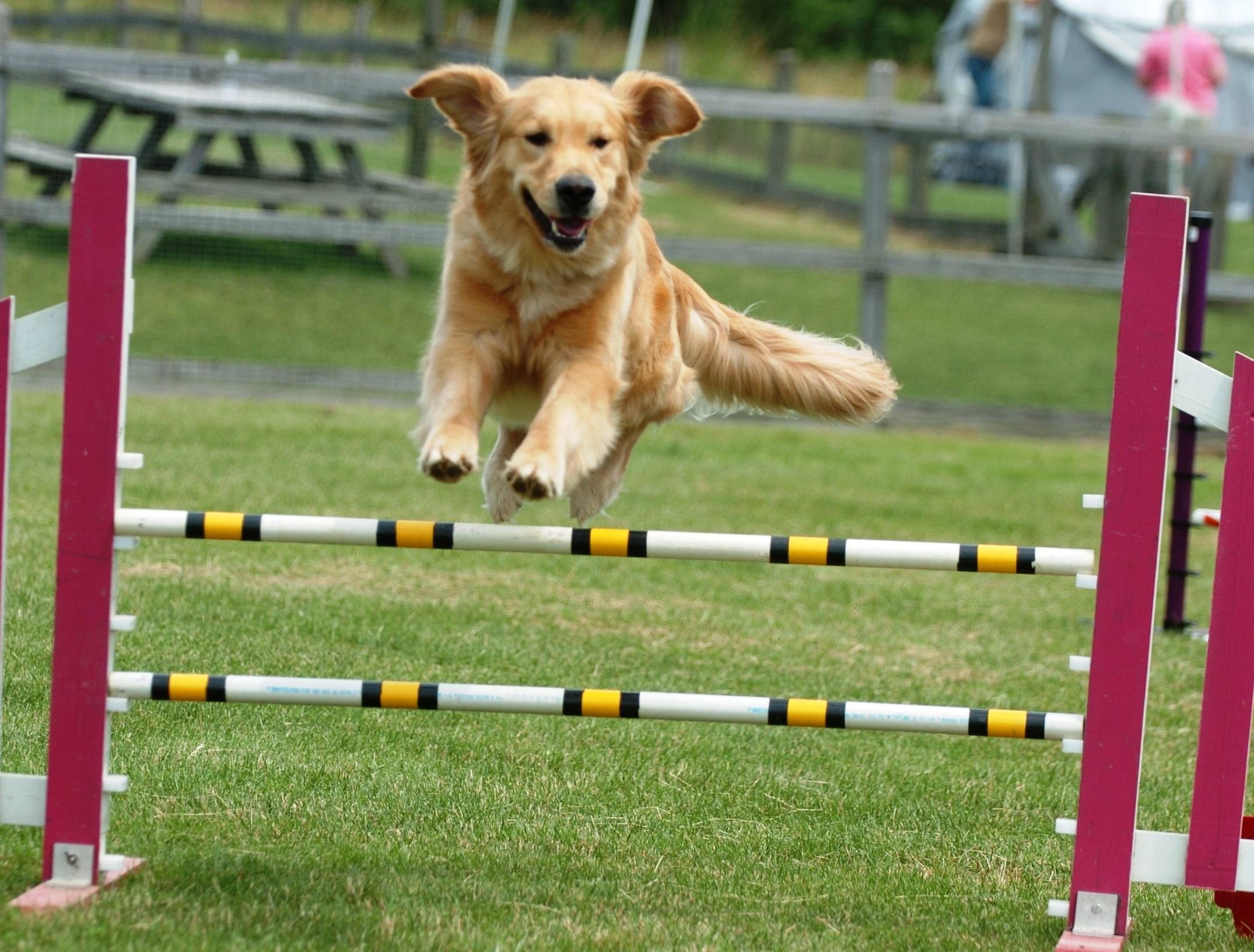 Golden Retriever, Dog Sports Wallpaper, 2150x1640 HD Desktop