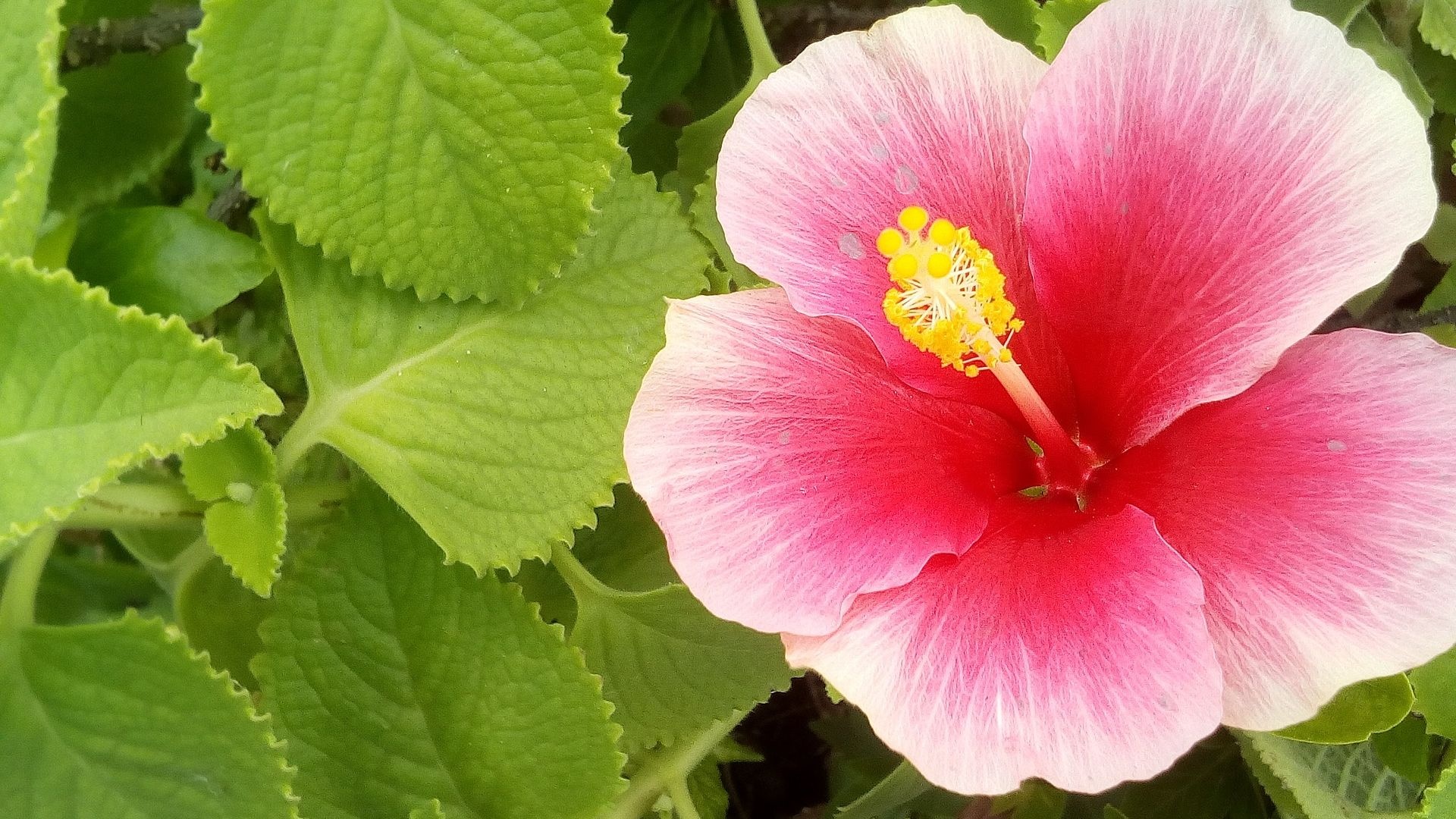 Desktop wallpaper, Pink hibiscus, HD image, Nature's beauty, 1920x1080 Full HD Desktop