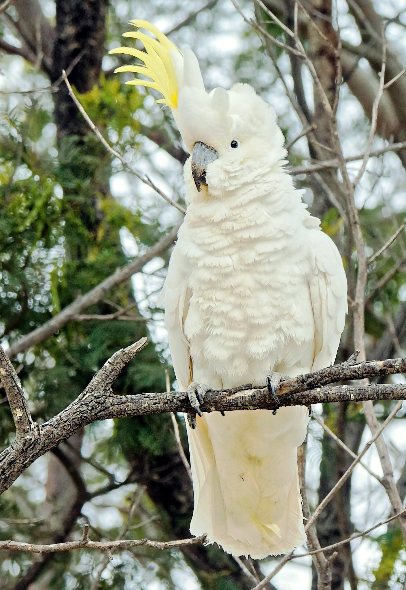 Greg's diary, Recovery mode, Cockatoo journey, 1410x2050 HD Phone