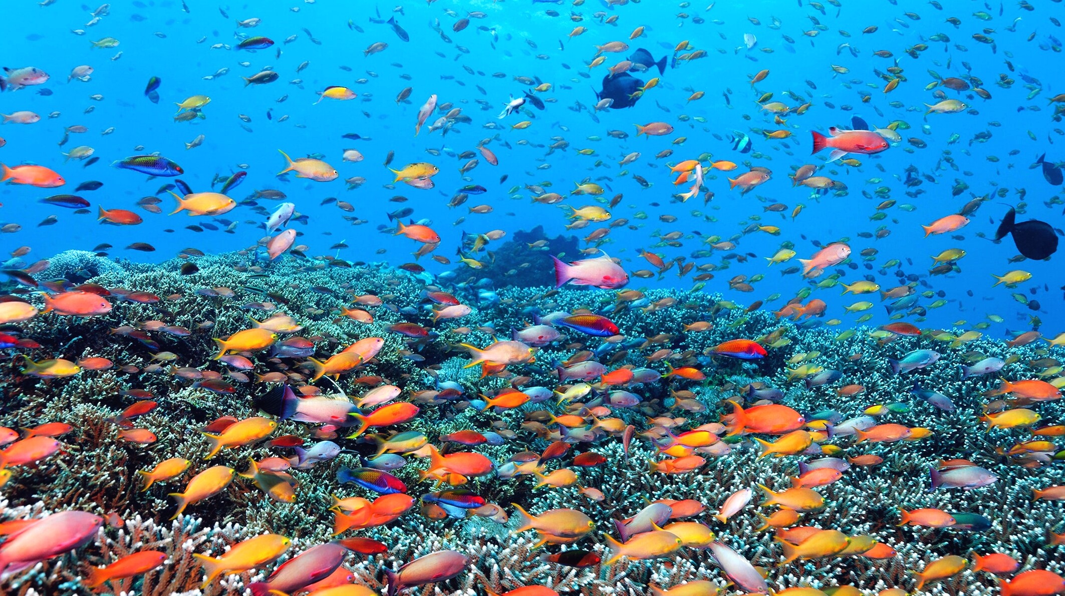 Abundance of fish colors, Vibrant Great Barrier Reef, Australia, Stunning underwater photography, 2130x1200 HD Desktop