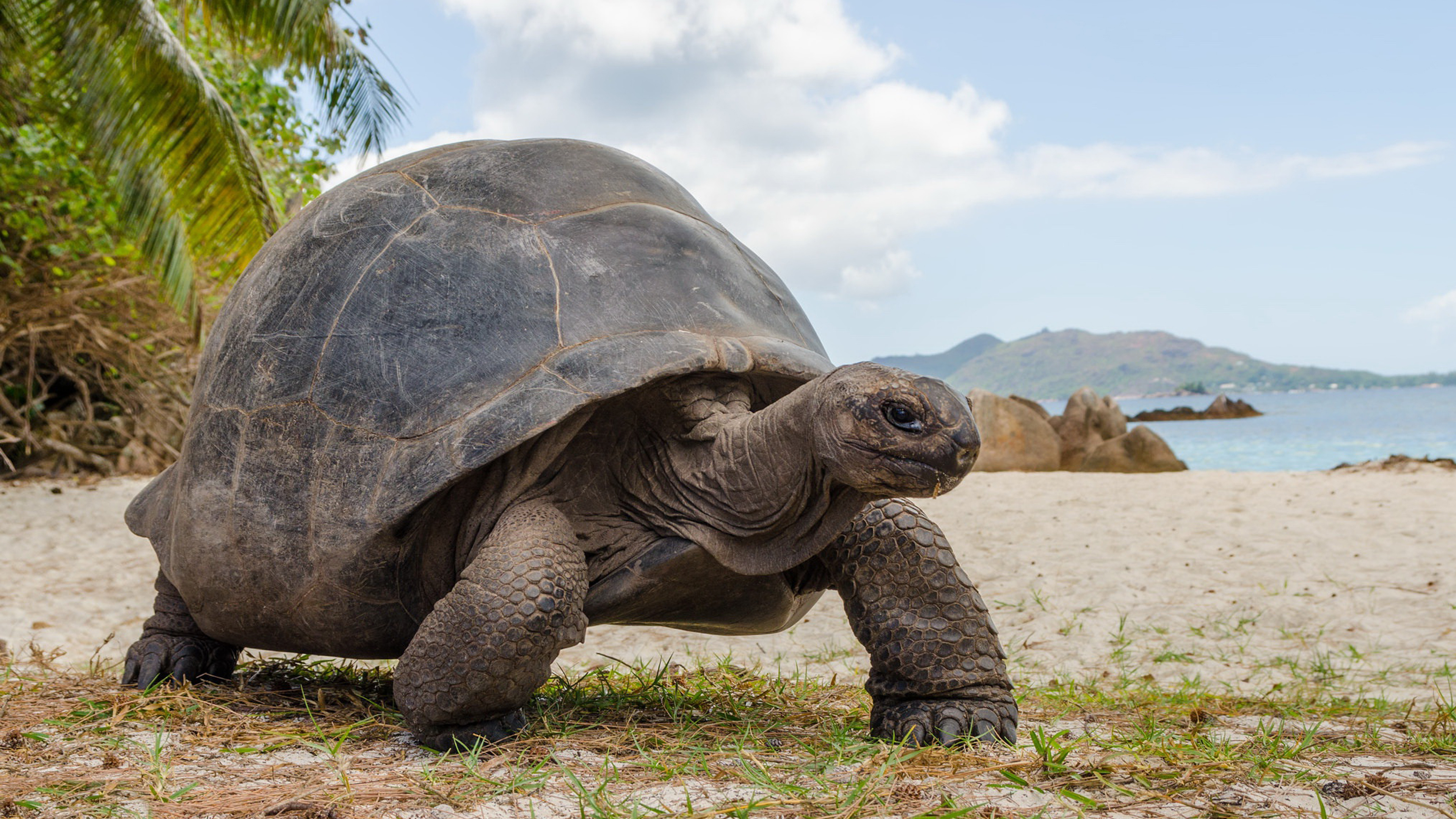 Aldabrachelys gigantea, Turtles Wallpaper, 3840x2160 4K Desktop