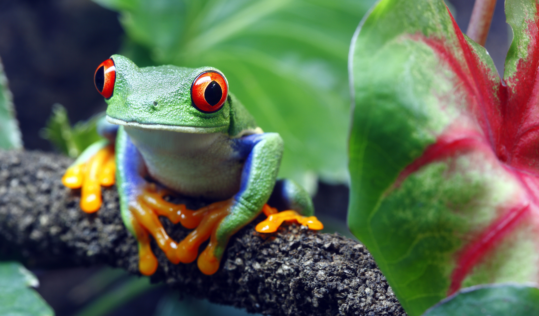 Red-eyed tree frog, Jungle Animal Wallpaper, 2270x1330 HD Desktop