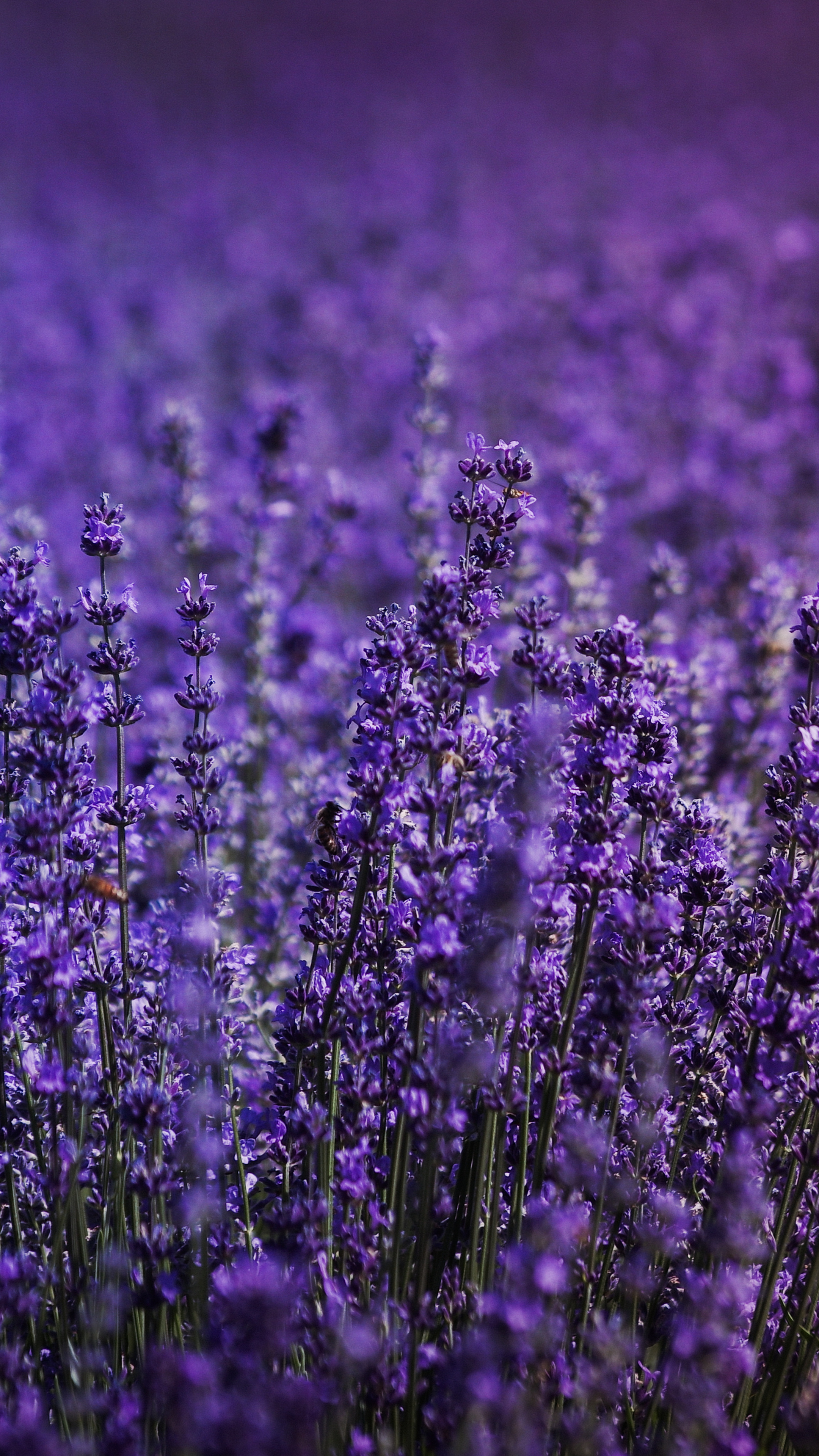 Lavender field, Xperia wallpapers, HD 4k, Pictures, 2160x3840 4K Phone