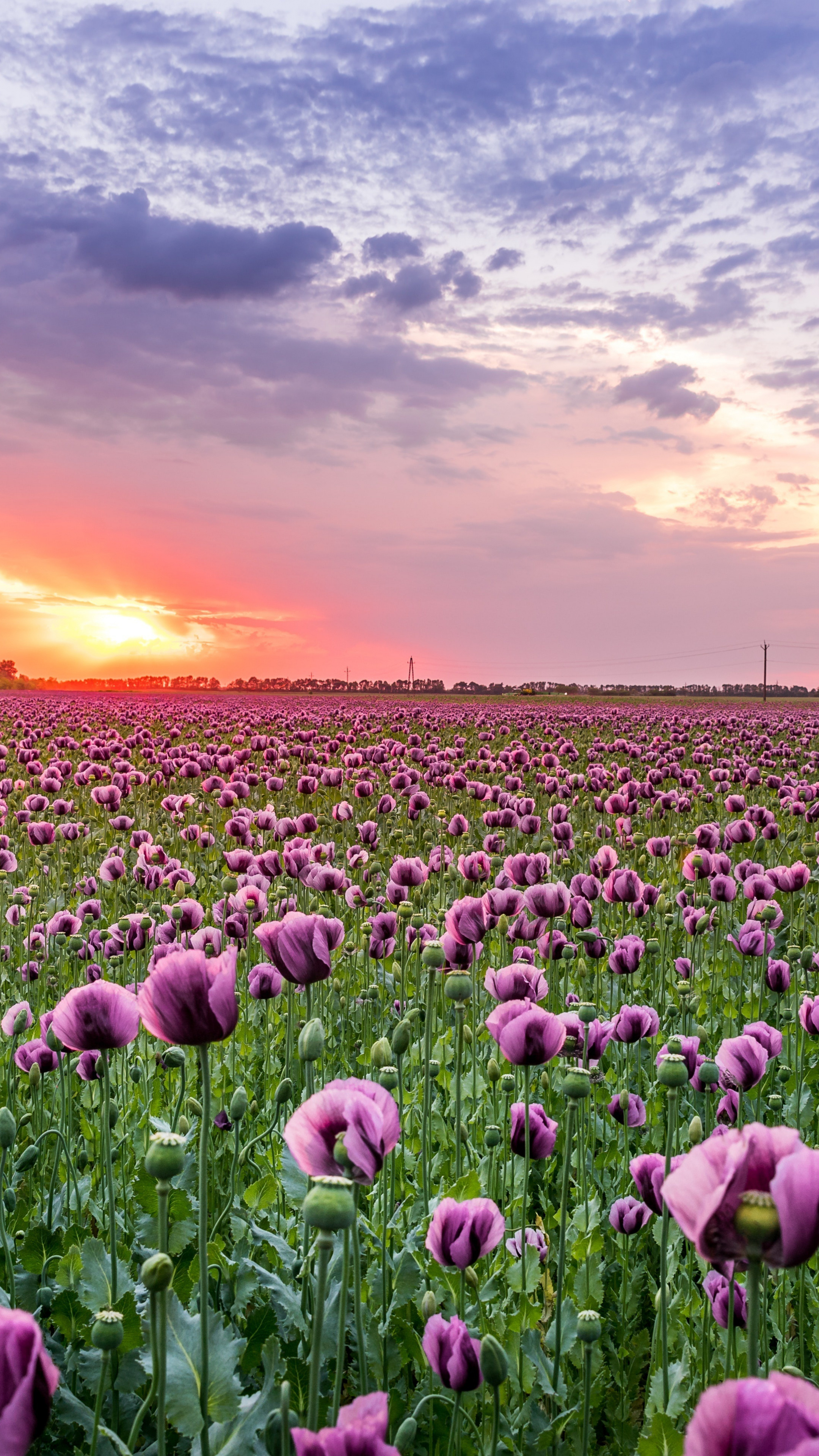Poppy field, Farms Wallpaper, 2160x3840 4K Phone