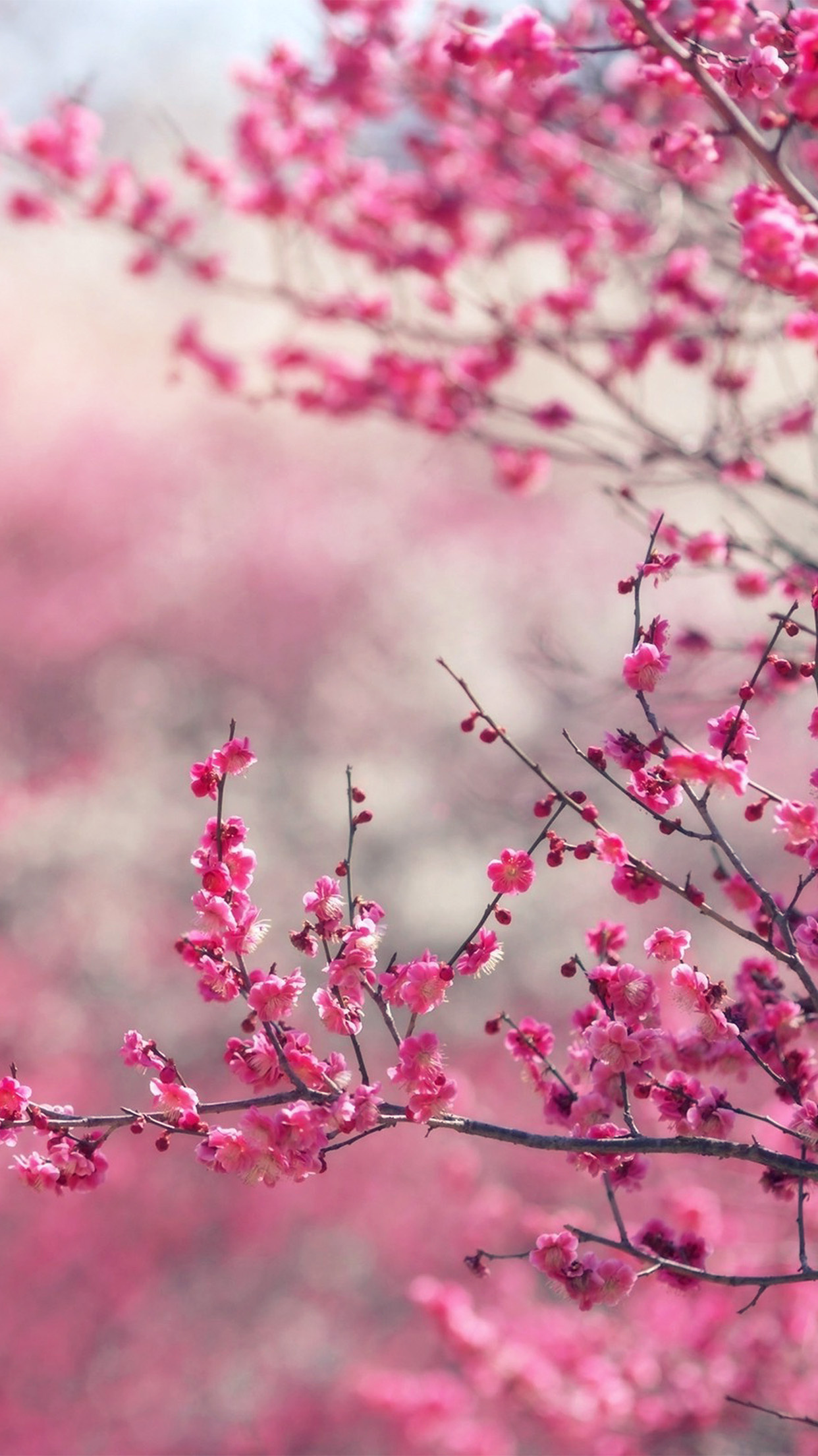 Pink plum blossoms, Blooming tree branches, Soft pink bokeh background, HD Phone wallpaper