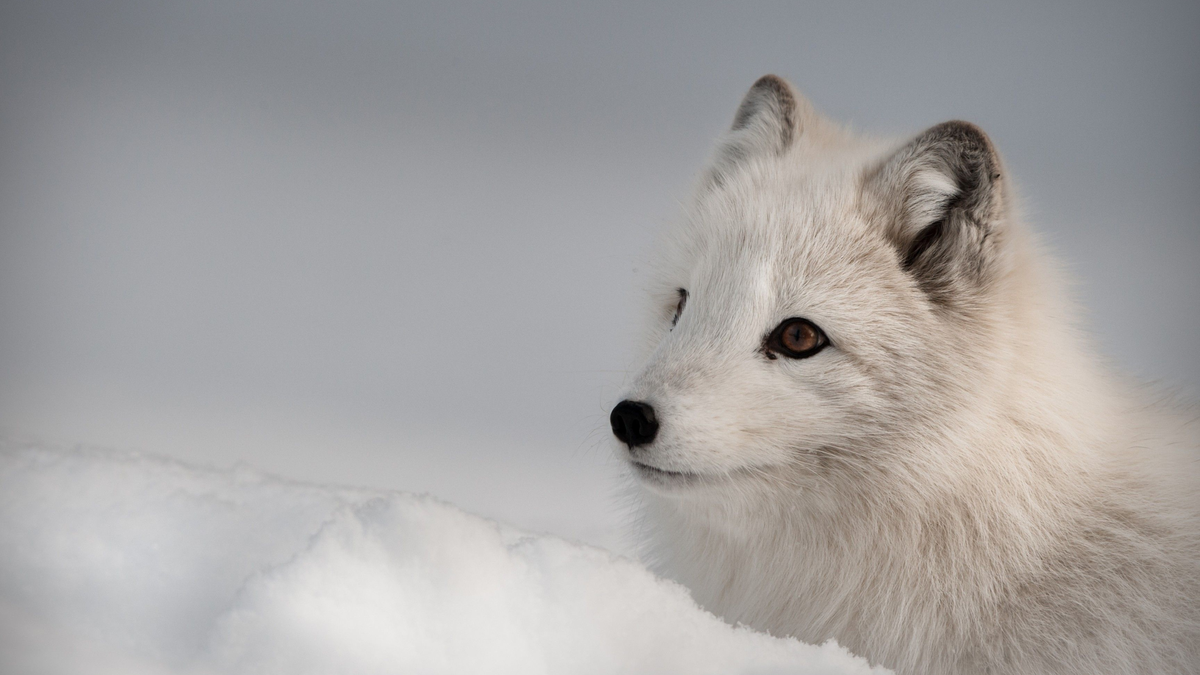 Northern Hemisphere Animal, Pet Species, 3840x2160 4K Desktop